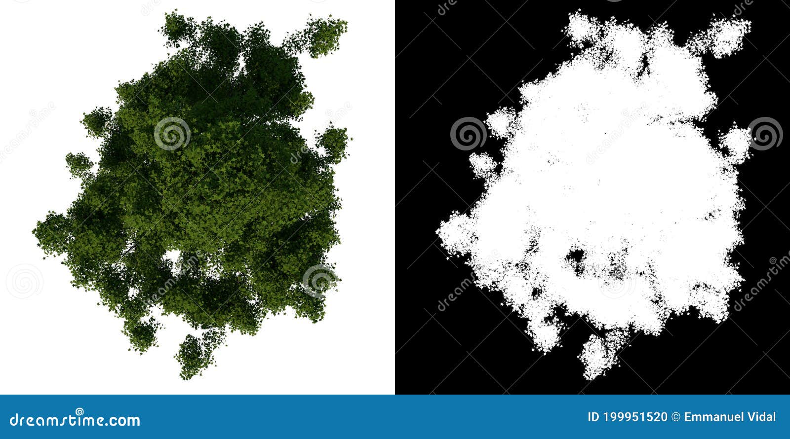 top view tree yellow flamboyant tree 2 white background alpha png 3d rendering 3d ilustracion