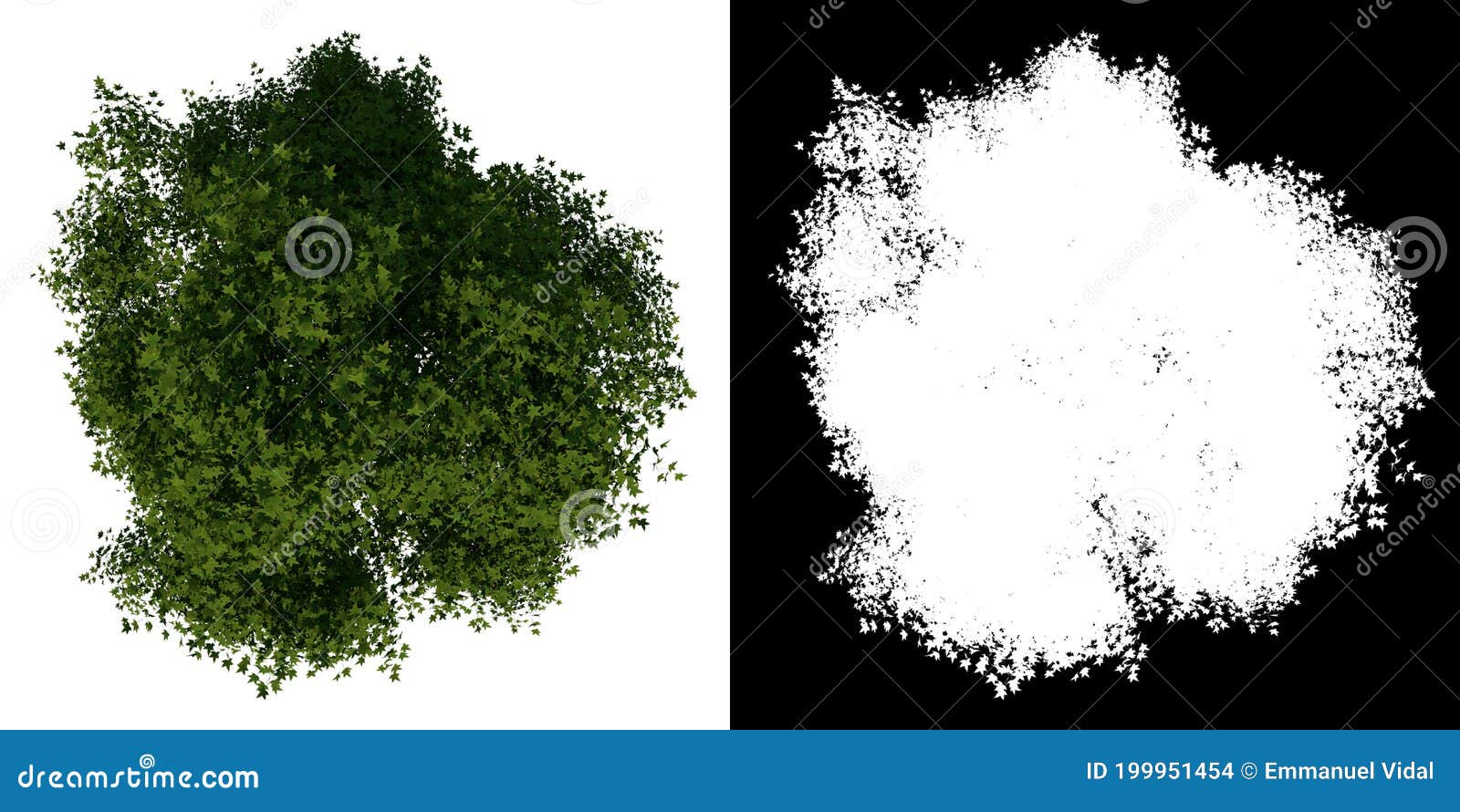 top view tree  young yellow flamboyant tree 3  white background alpha png 3d rendering 3d ilustracion