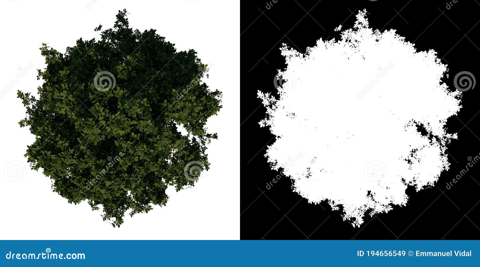 top view tree adolescent common maple 3 white background alpha png 3d rendering ilustracion 3d