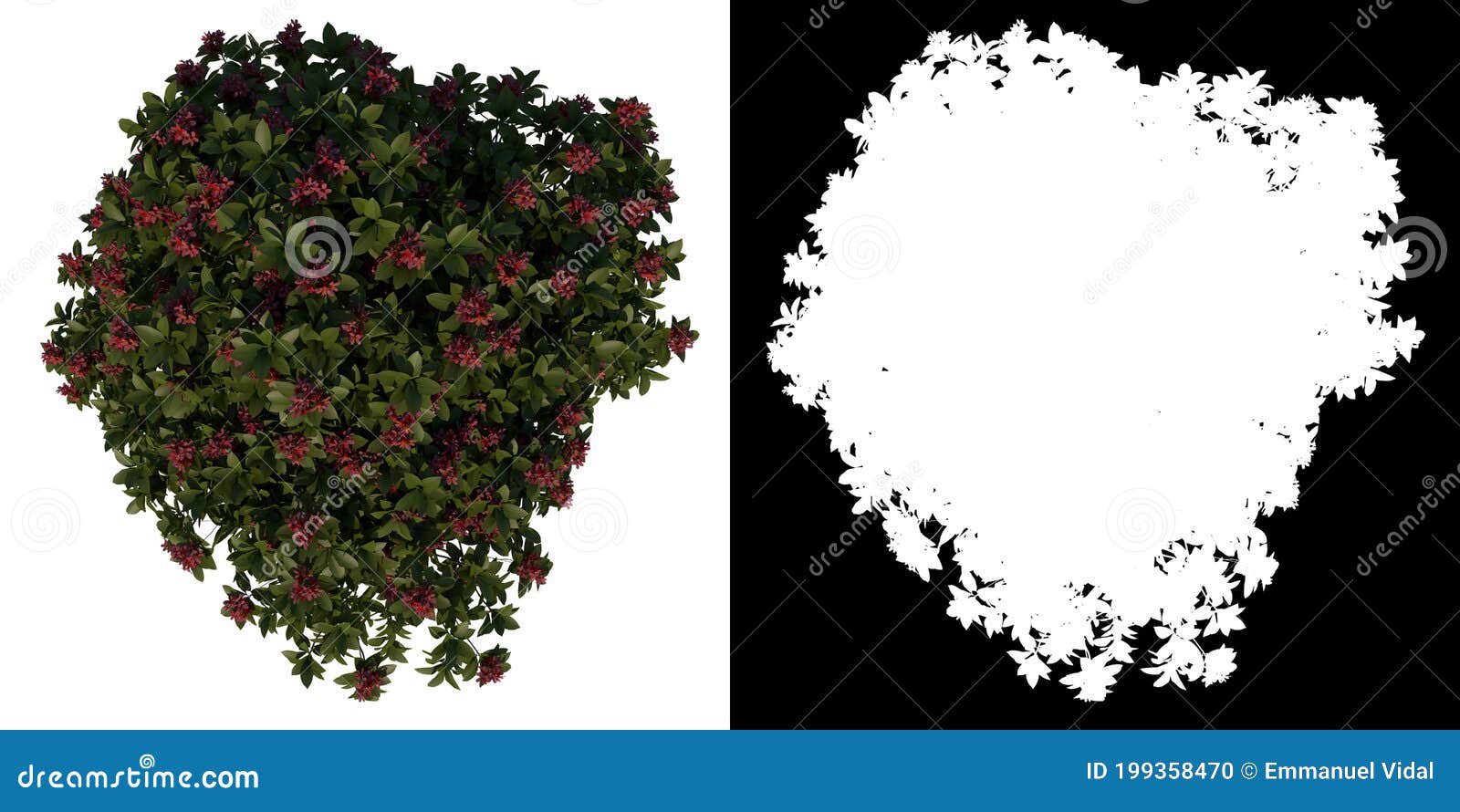 top view tree adolescent franchipan plumeria rubra tree 3 white background alpha png 3d rendering 3d ilustracion