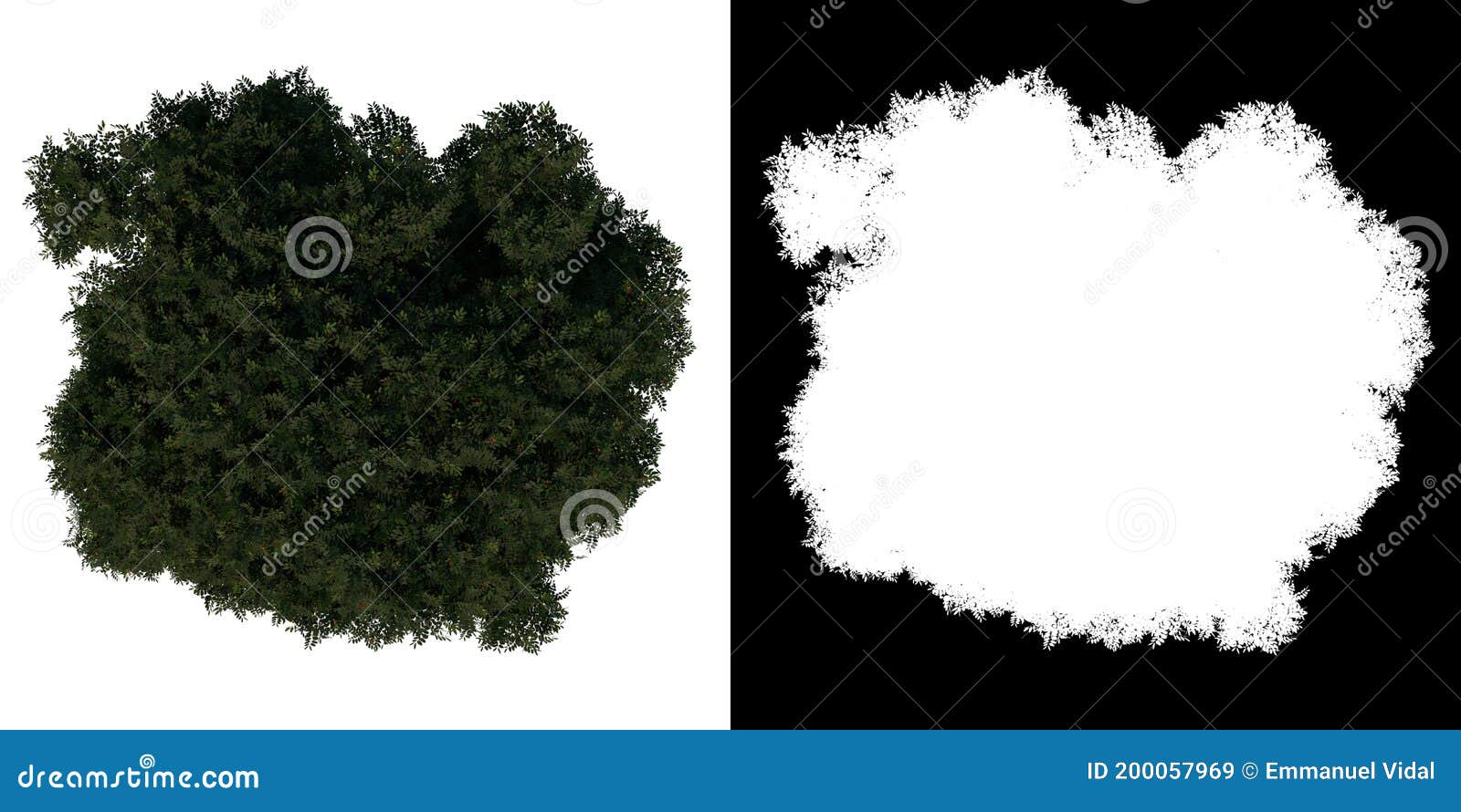 top view tree adolescent mahogany caoba 1 white background alpha png 3d rendering ilustracion 3d