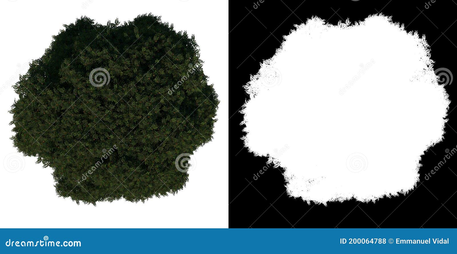 top view tree adolescent mahogany caoba 3 white background alpha png 3d rendering ilustracion 3d