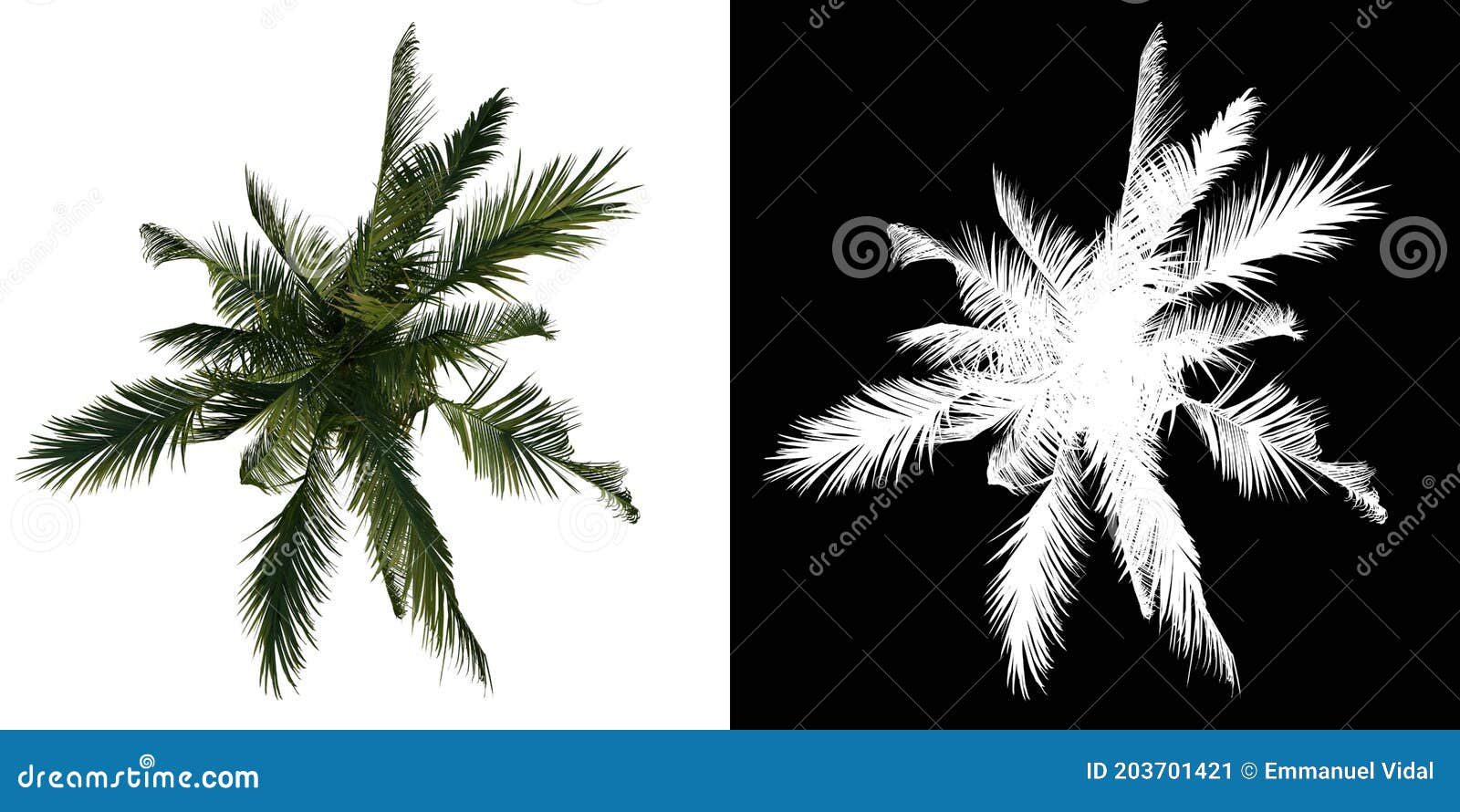 top view tree  coconut tree palm 1 white background alpha png 3d rendering 3d ilustracion