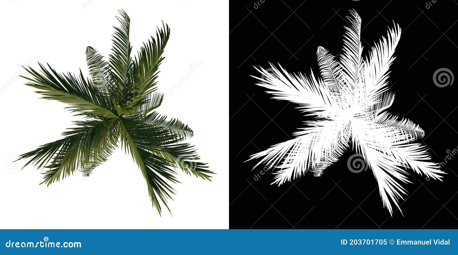 top view tree young coconut tree palm 2 white background alpha png 3d rendering 3d ilustracion