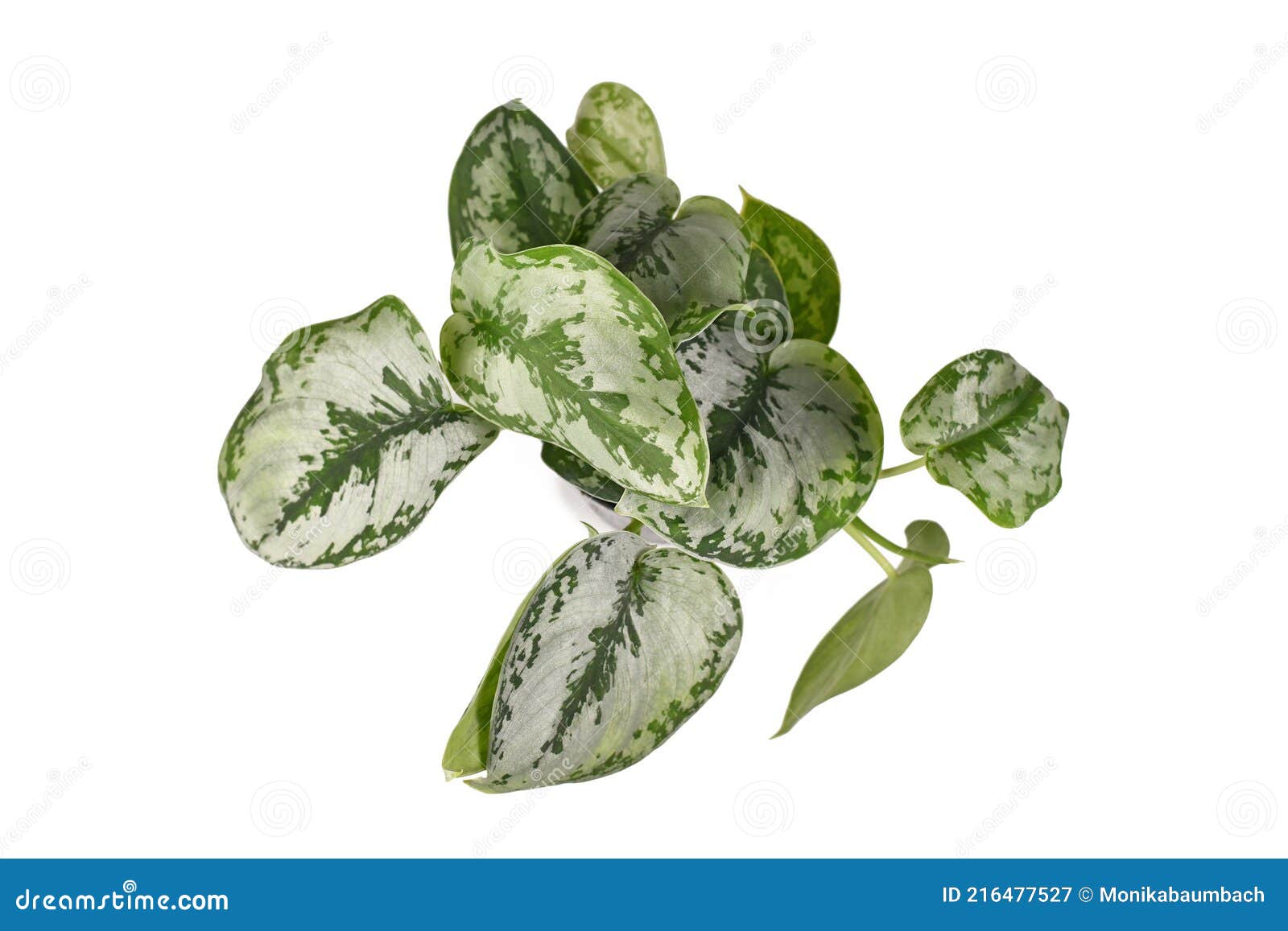 top view of tropical `scindapsus pictus exotica` or `satin pothos` houseplant with large silver leaves with velvet texture