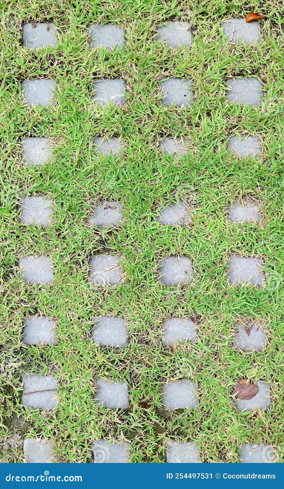 Top View of Turf Stone Paver with Green Grasses Stock Image Image of