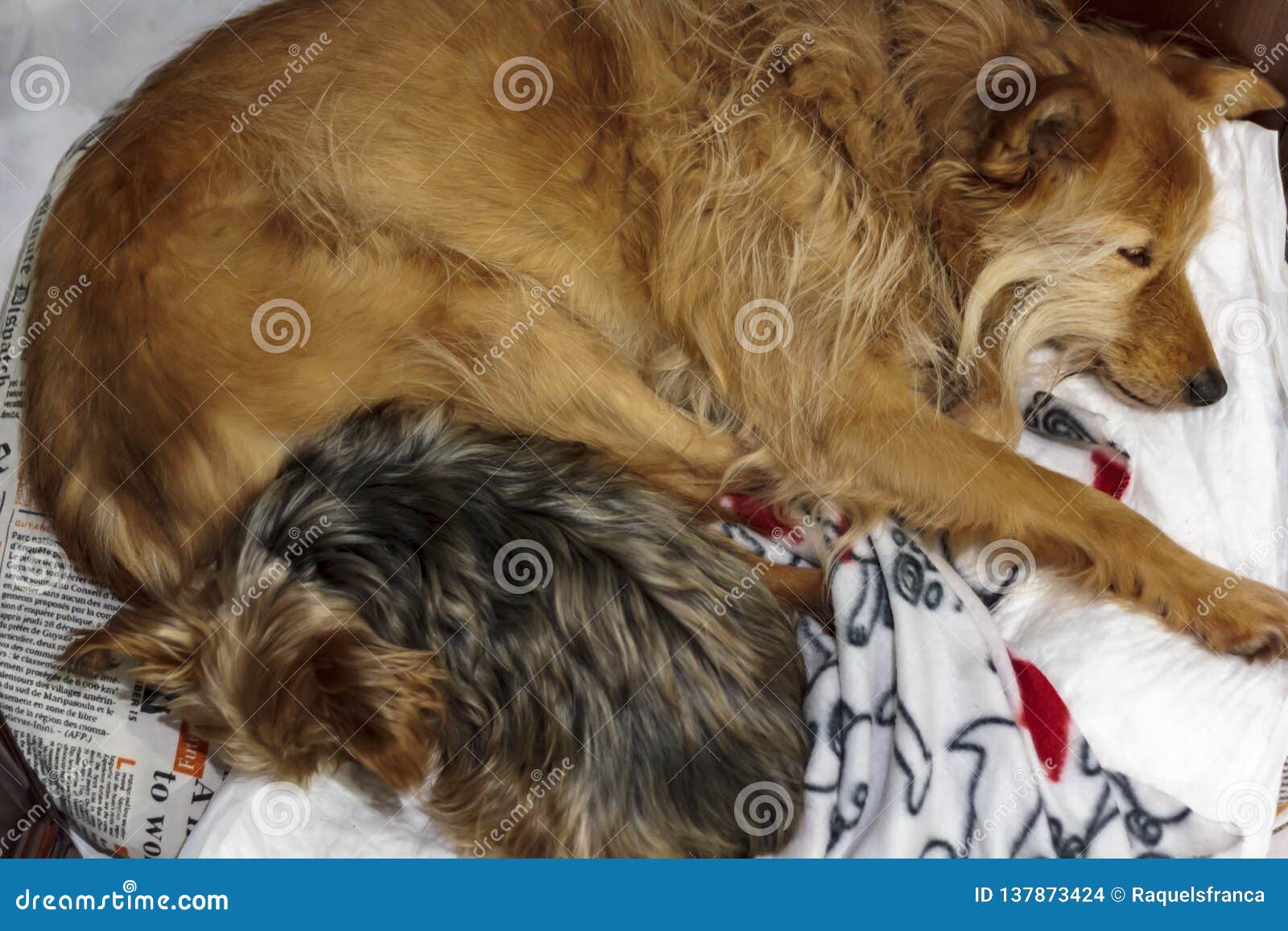 Top View of Two Dogs Sleeping on Bed Stock Photo Image of friends