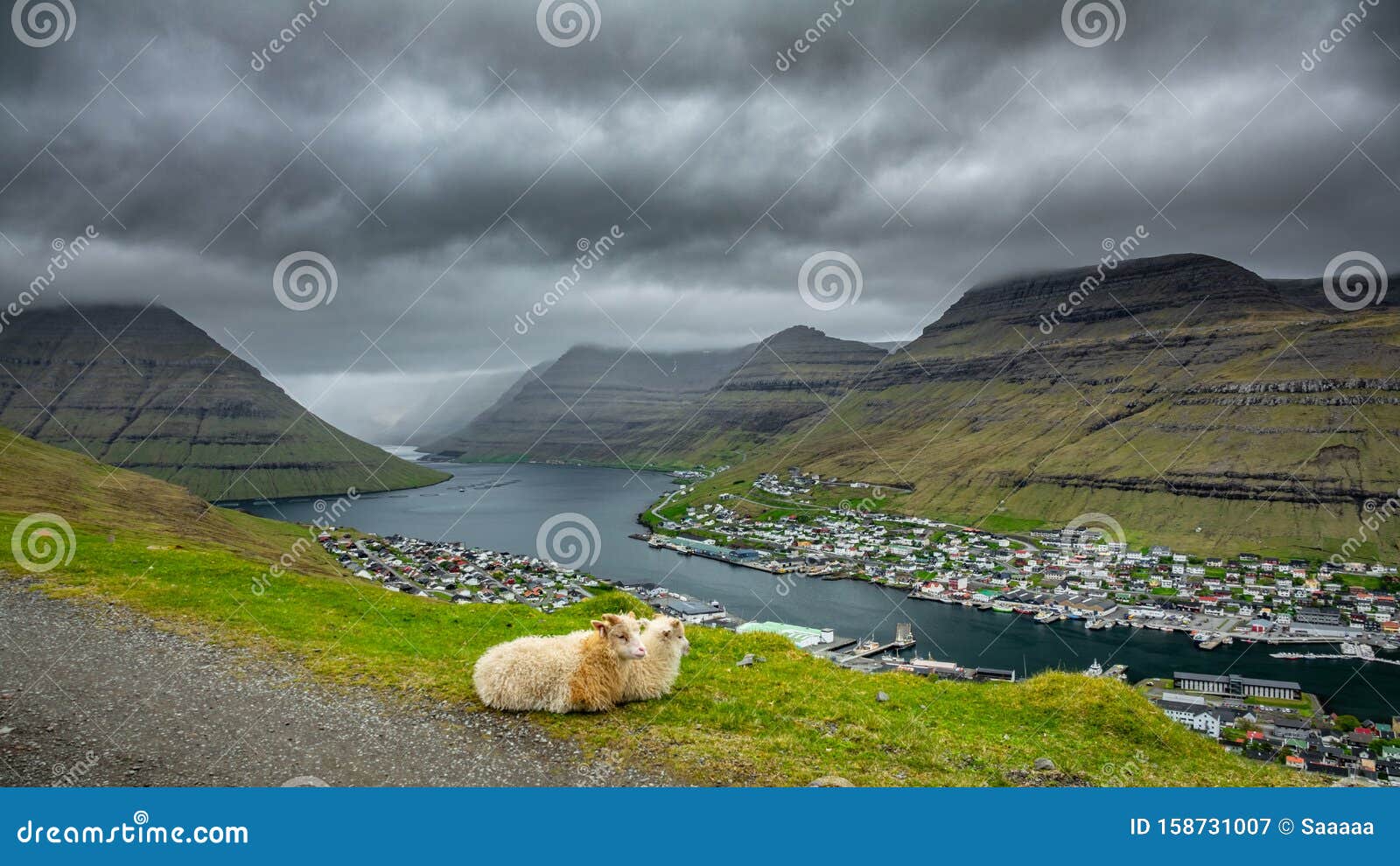 two sheep resting on top of klaksvik city on bordoy island