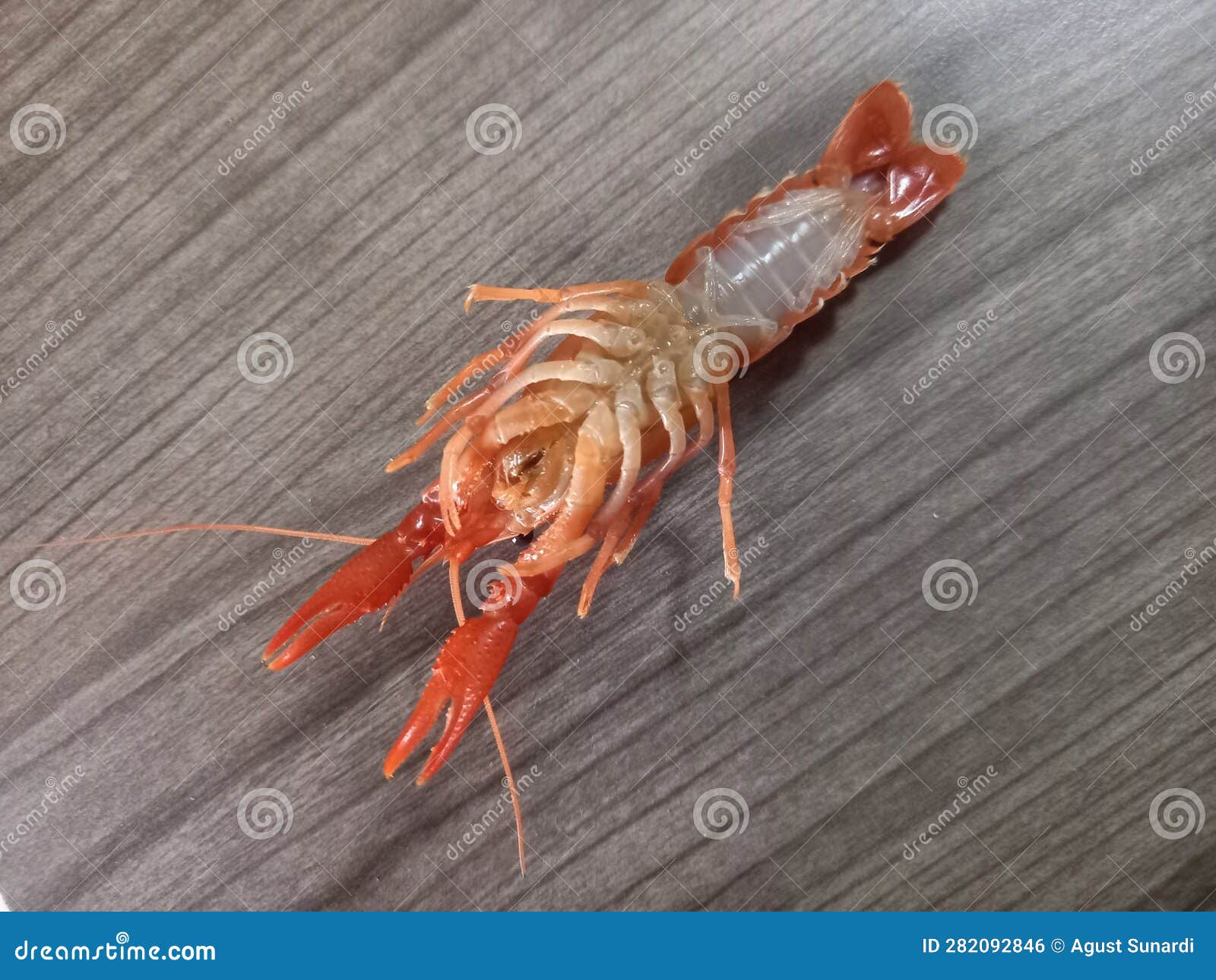 Top View of Upside Down Young Lobsters Stock Photo Image of fresh