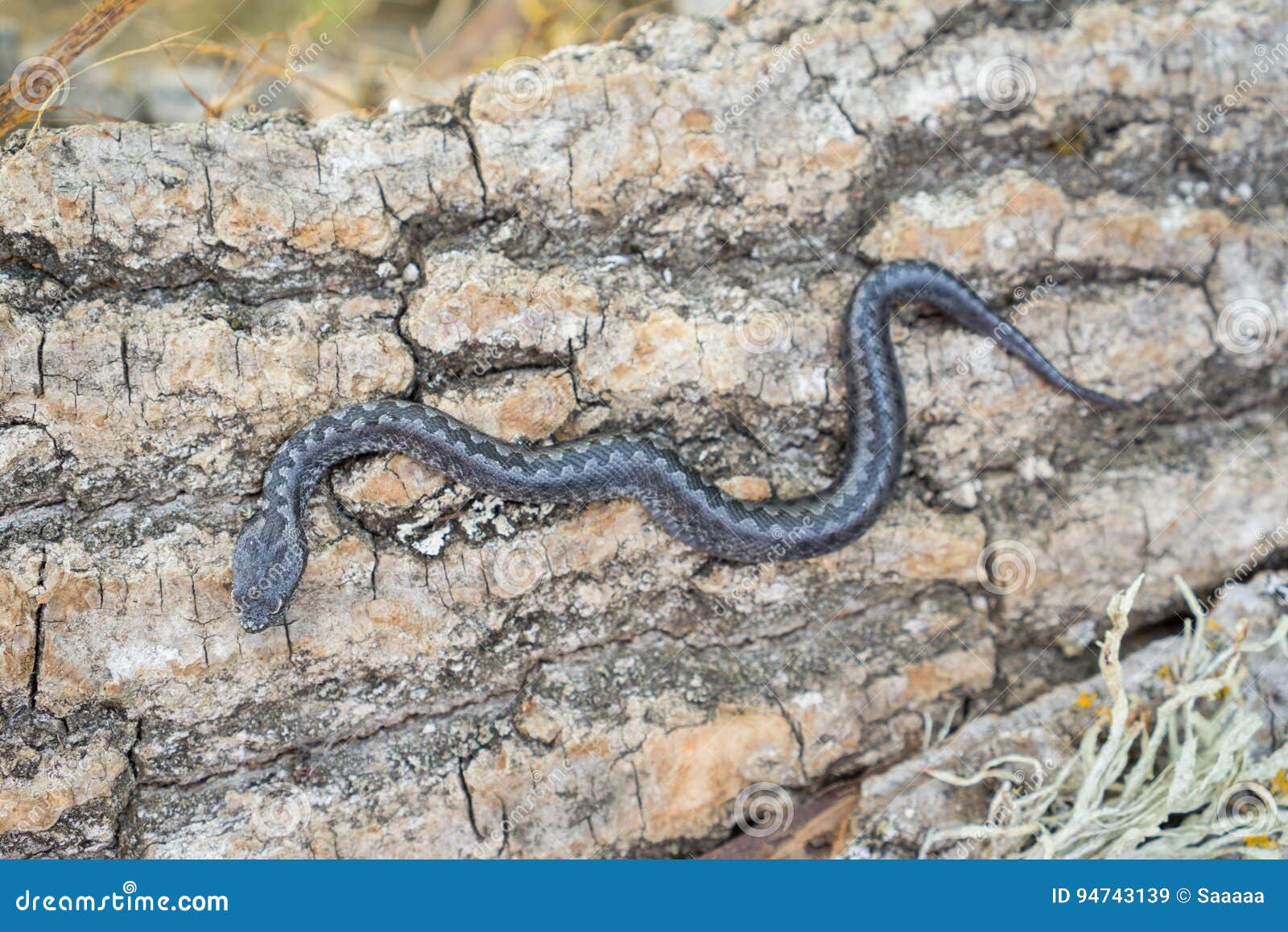 Body Vipera Photos Free Royalty Free Stock Photos From Dreamstime