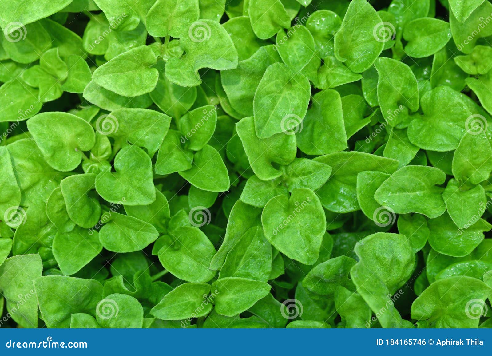 Top View Watercress Or Nasturtium Officinale Organic Growing In The Vegetable Garden Plant Green Leaf Texture Background Fresh Stock Photo Image Of Food Ingredient 184165746