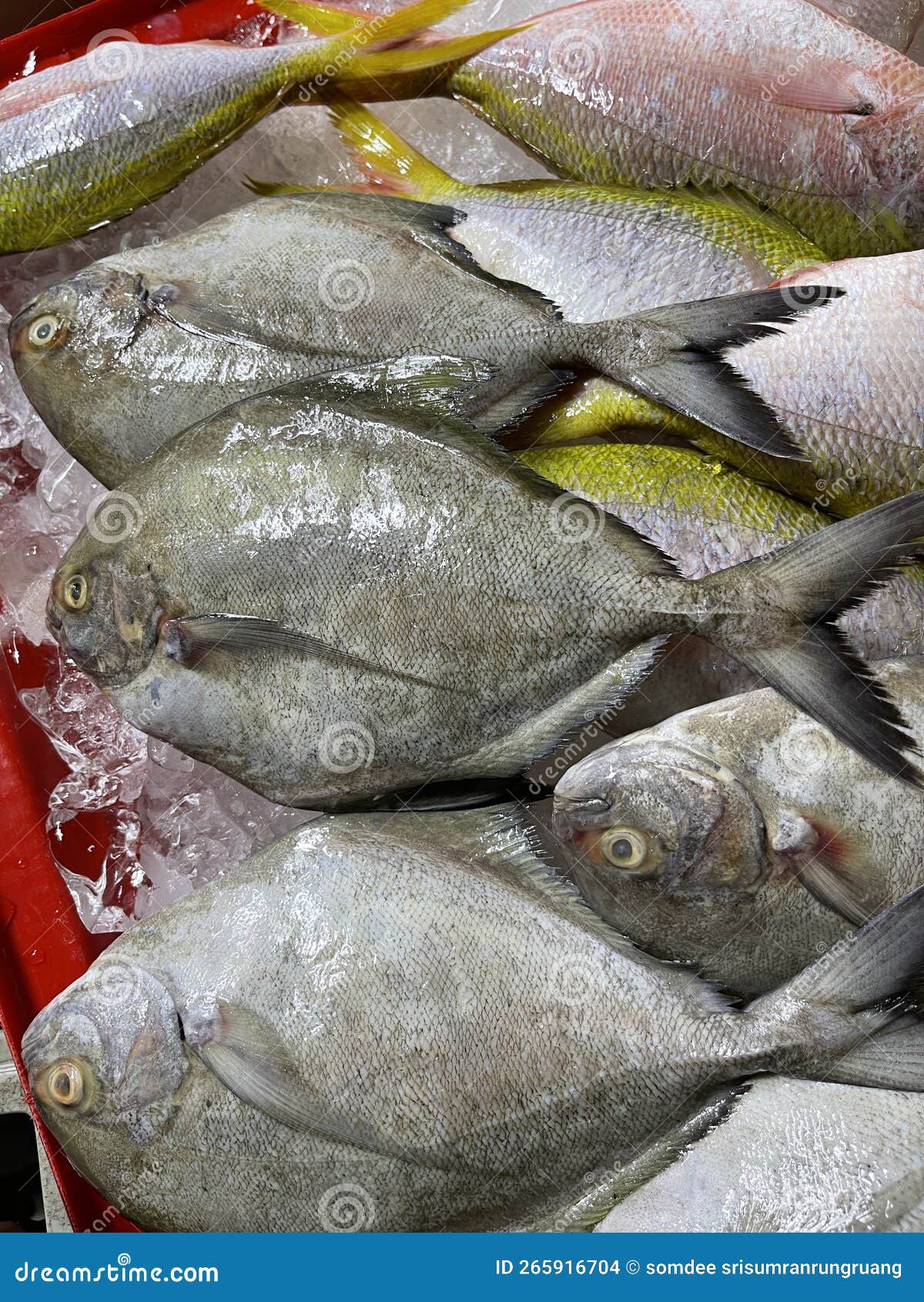 Top View of White Pomfret Fish on a Plate in Fresh Market, Thailand Stock  Photo - Image of cooking, clean: 265916704