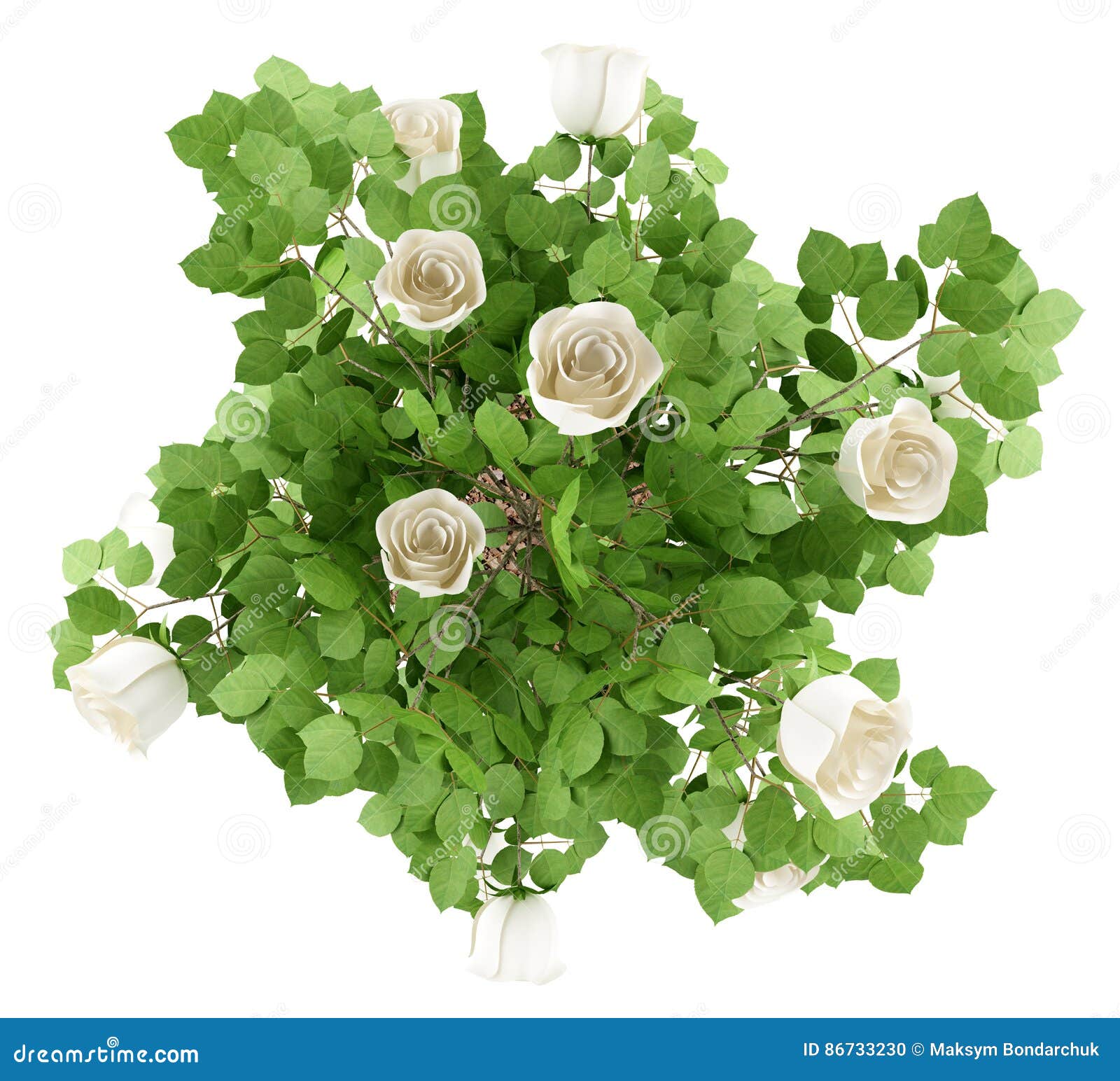 White Roses Tree The Home Garden