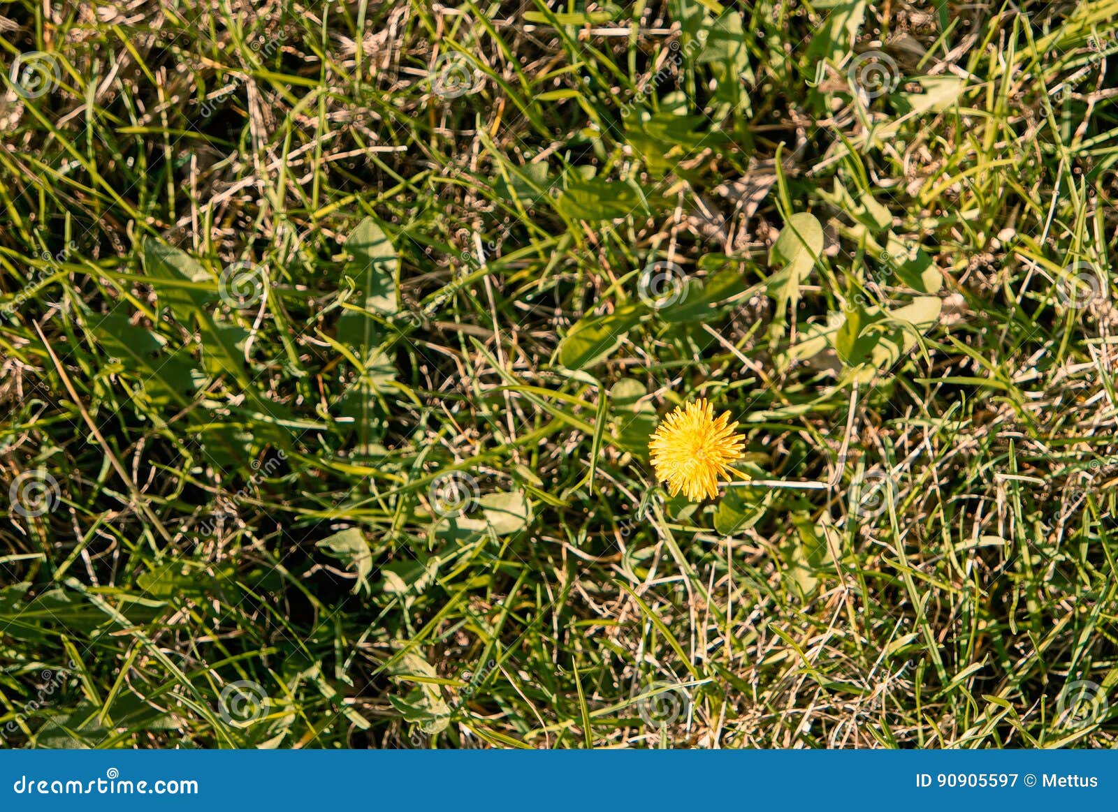 top view of yellow dandelion flower in mesy grass