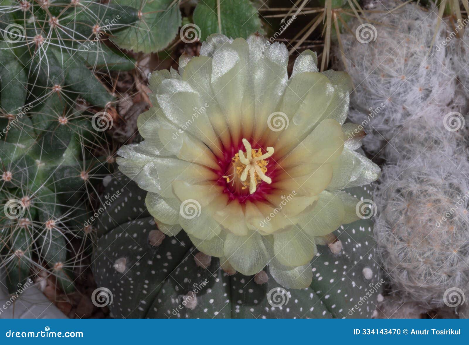 top view of yellow flower of astrophytum asterias in the middle of ferocactus echidne, mammillaria longimamma and mammillaria