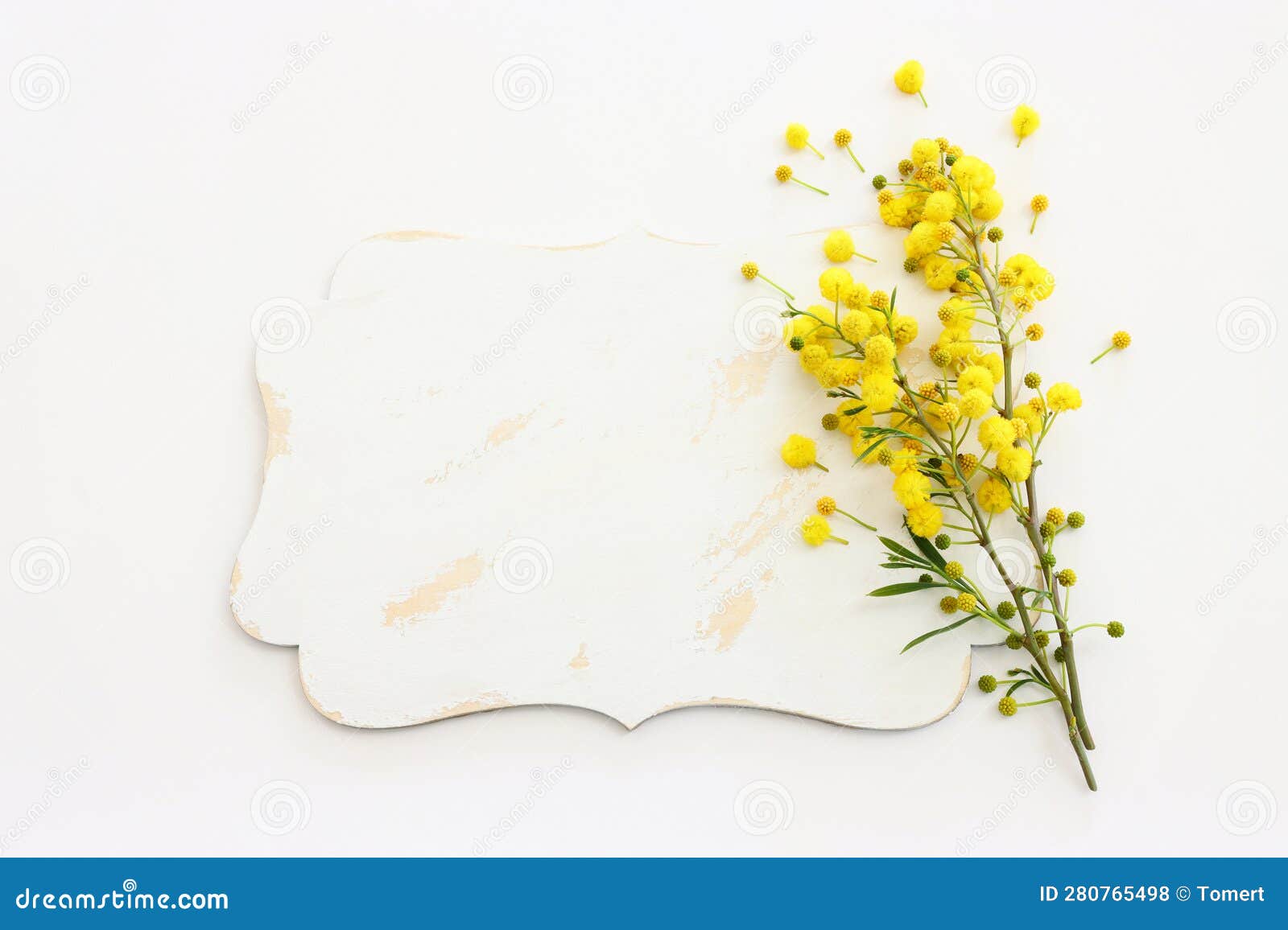 top view of yellow mimosa flowers and empty board over white background. for mock up, copy space