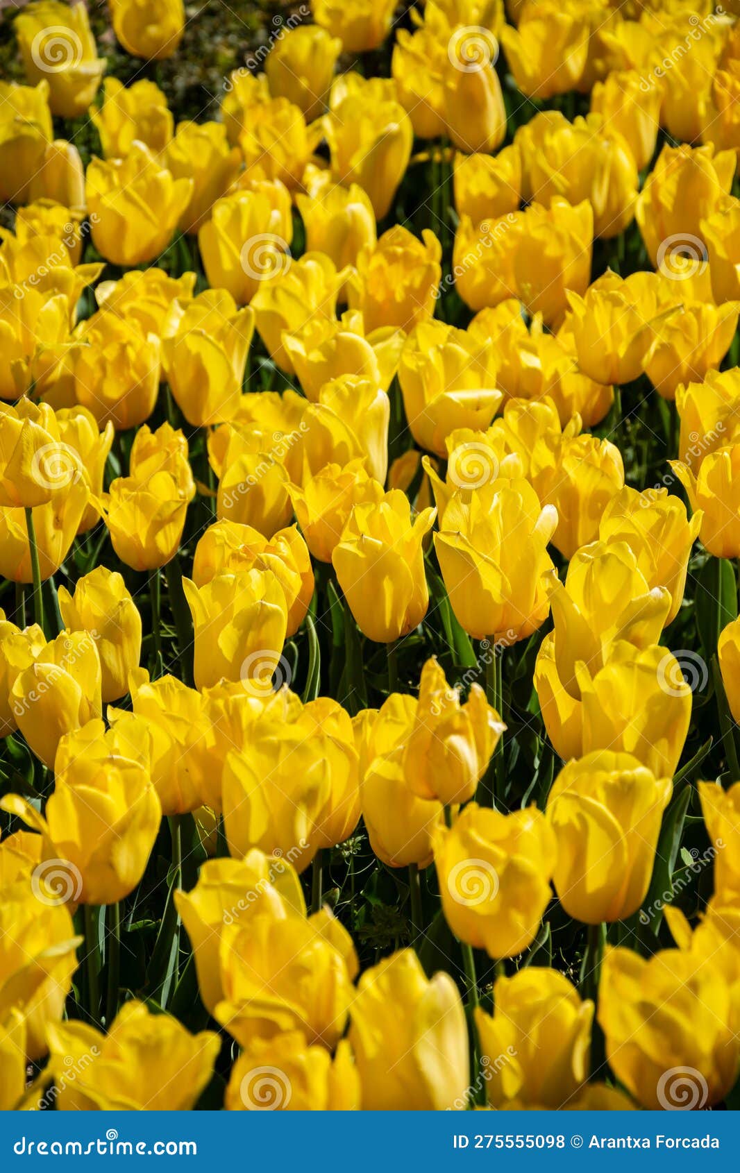 top view of yellow tulips in spring in the real jardin botanico