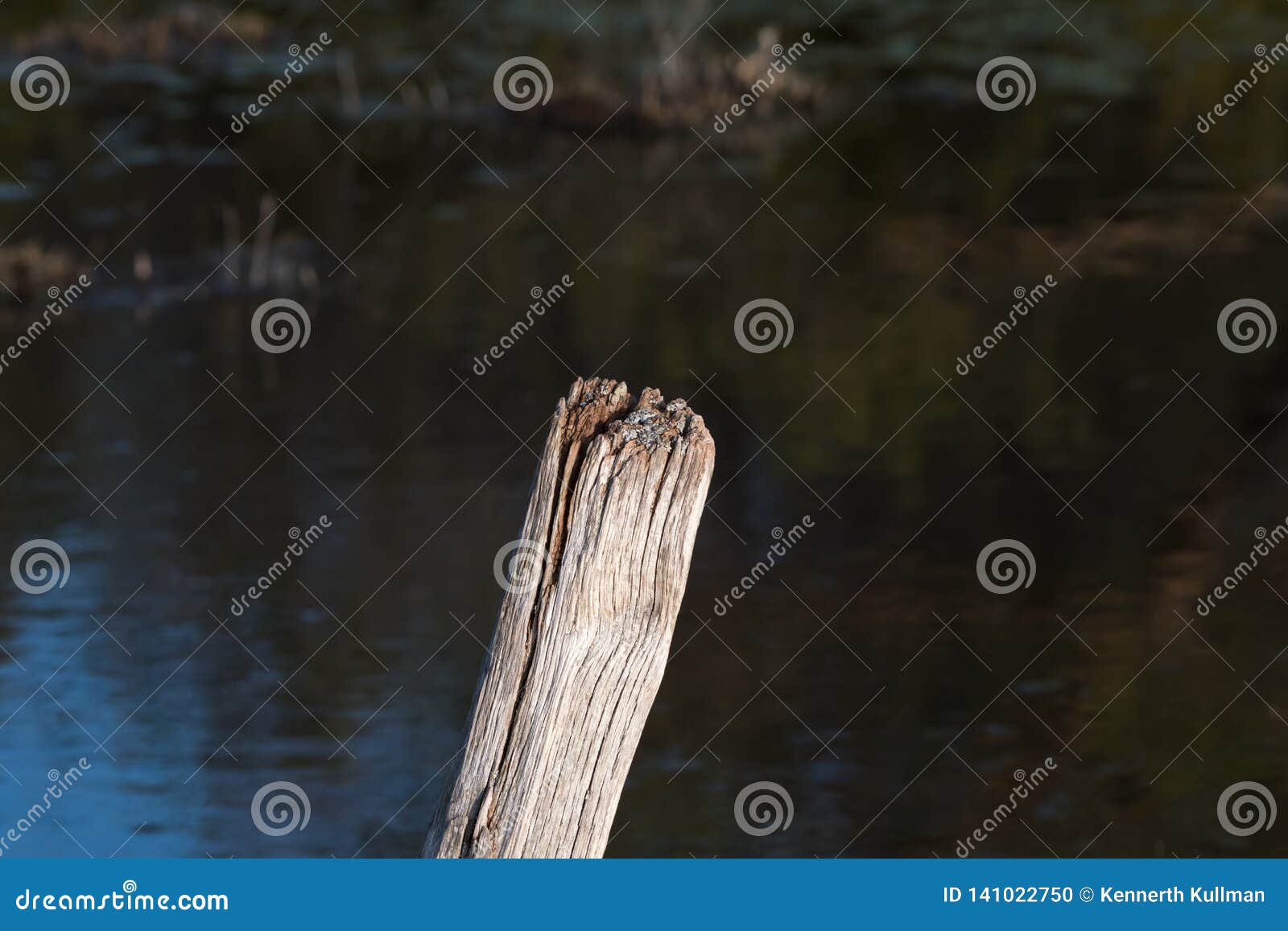 Top of a Weathered Wooden Pole Stock Photo Image of aging, water