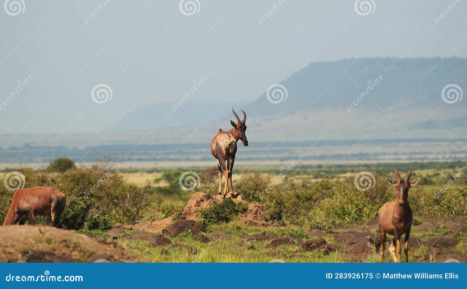 Topi, Africa Wildlife of Kenya Animal in Beautiful Landscape Scenery in ...