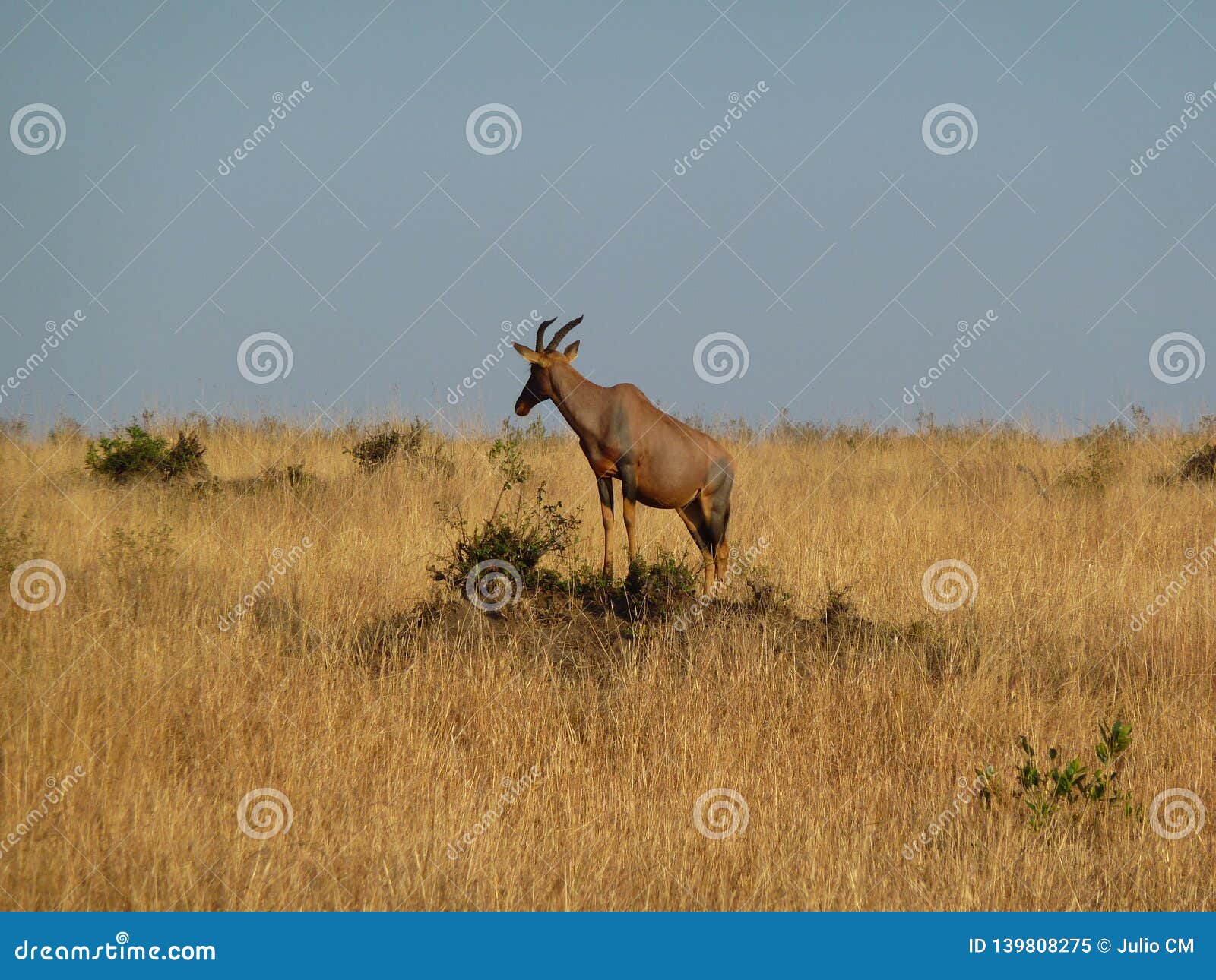 topi antelope damaliscus lunatus