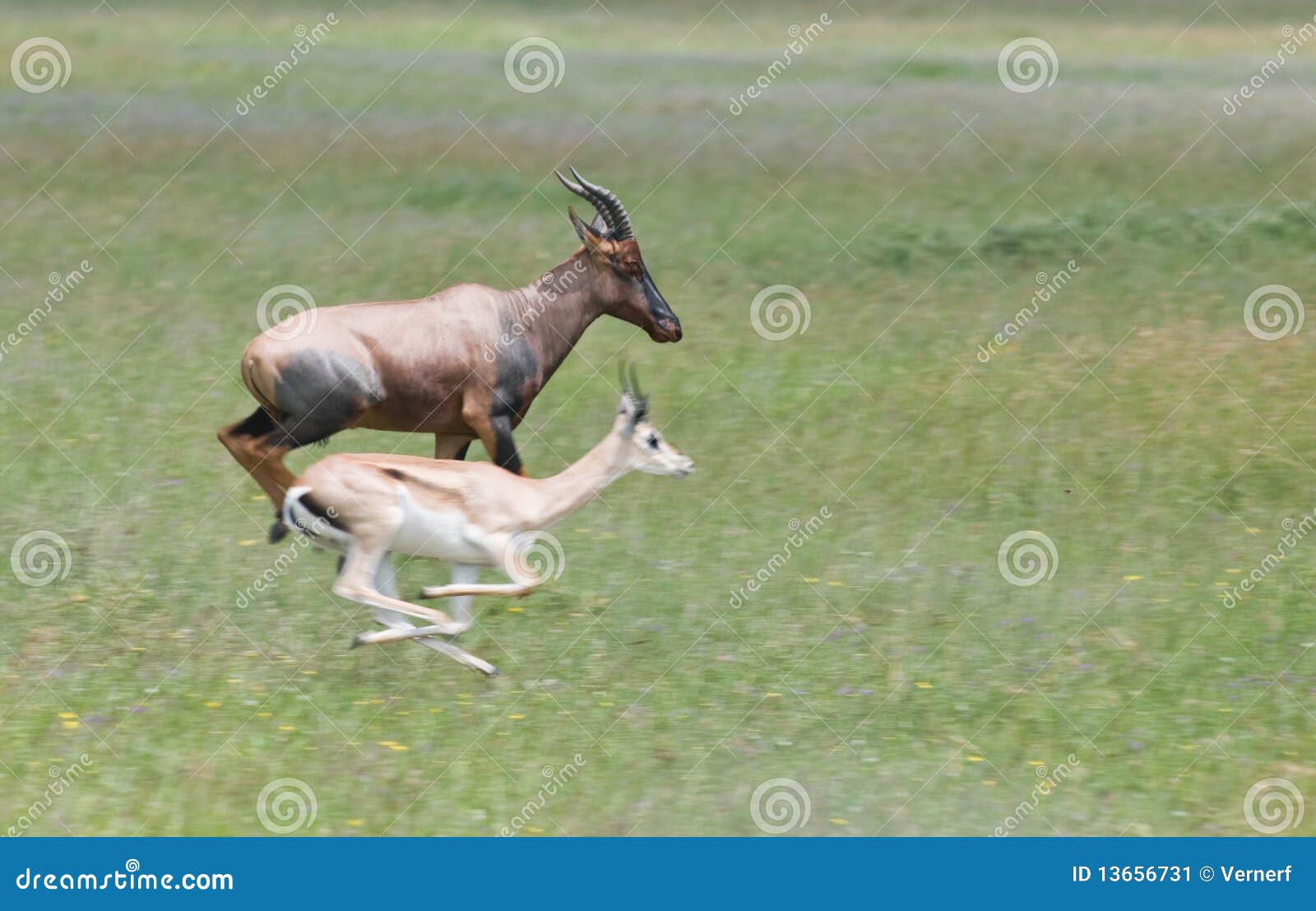 topi vs grant's gazelle