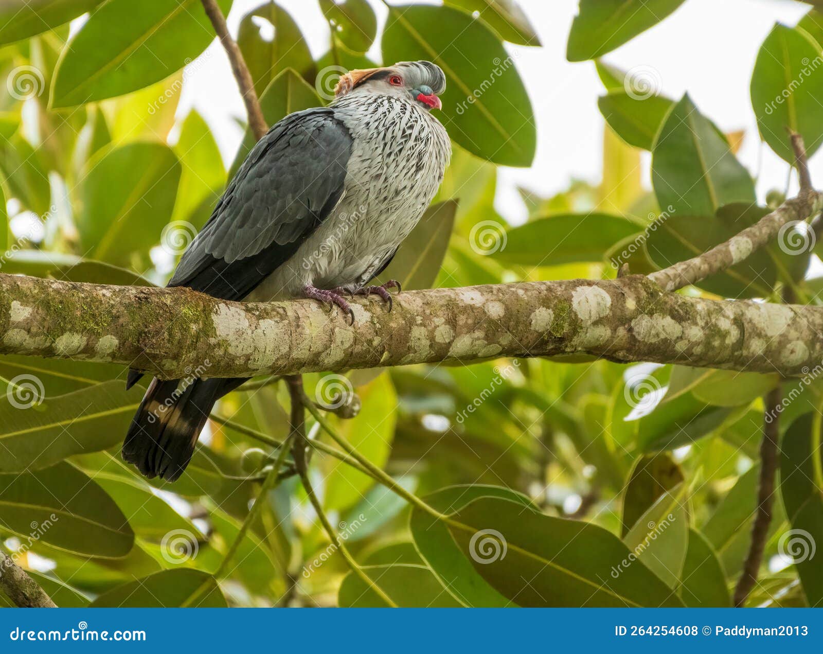 topknot pigeon lopholaimus antarcticus perched in a fig tree