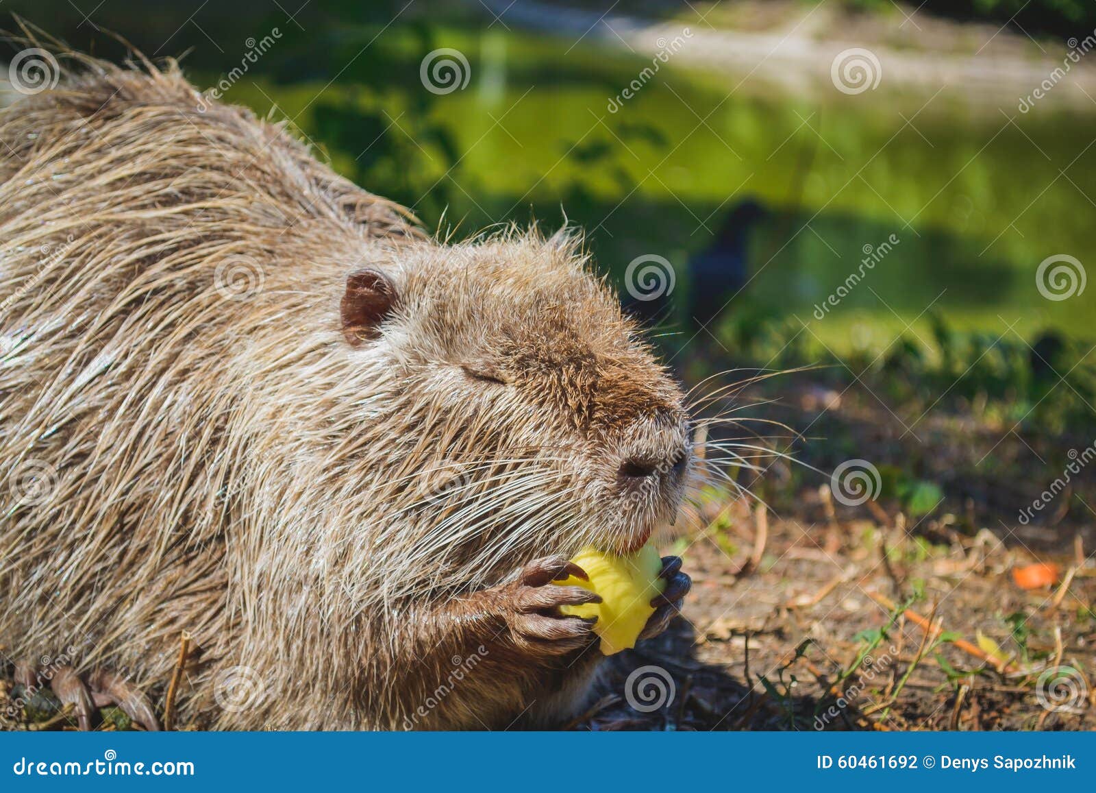 Topo muschiato che mangia una mela sul lago