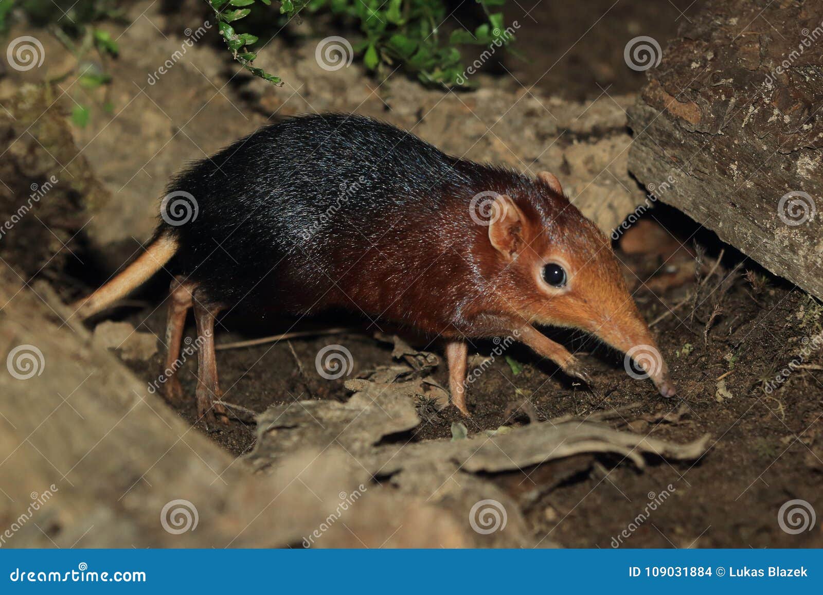 Toporagno Nero E Rufous Dell Elefante Fotografia Stock Immagine Di Mammifero Passeggiata 109031884