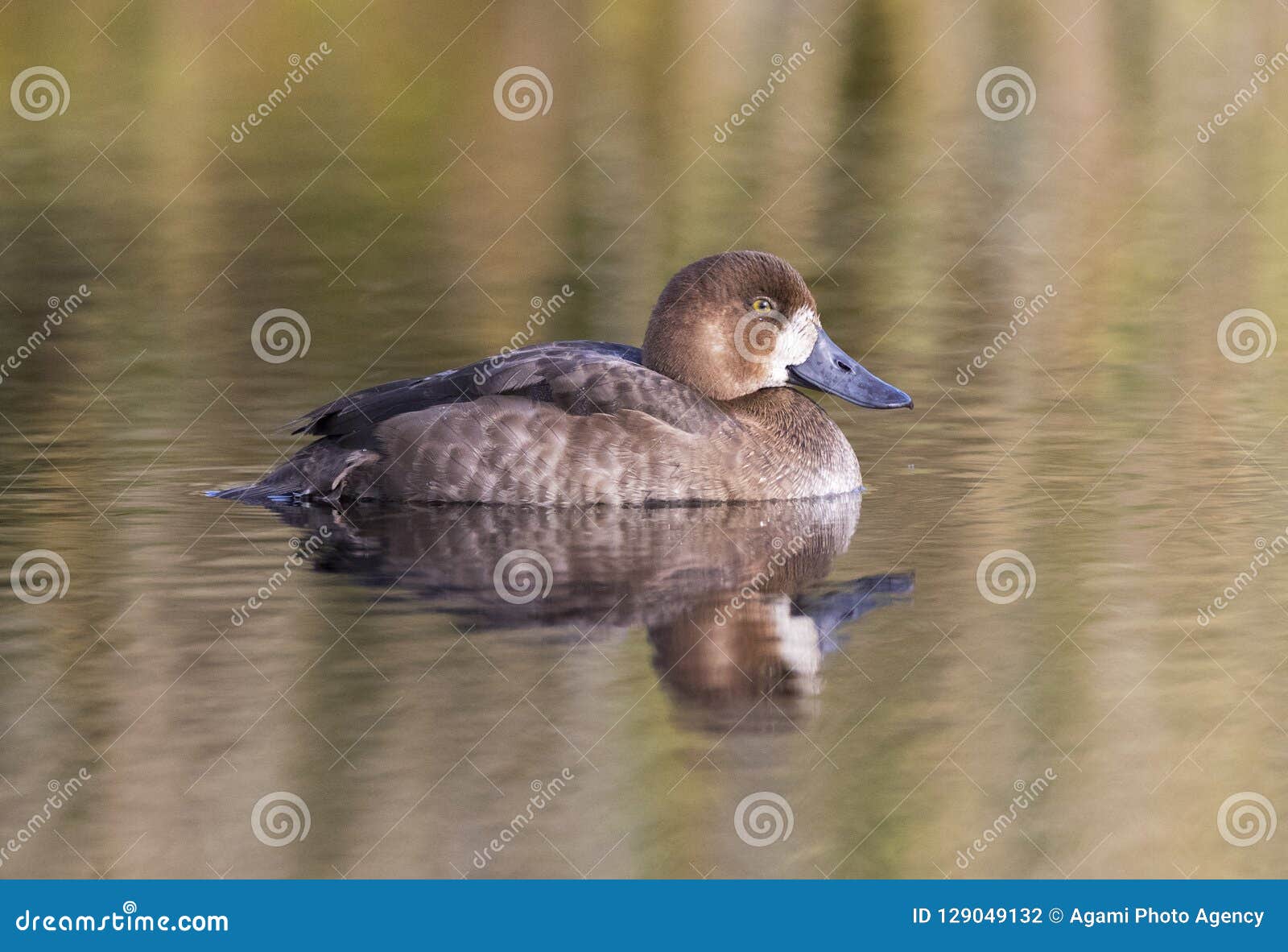 topper, greater scaup, aythya marila