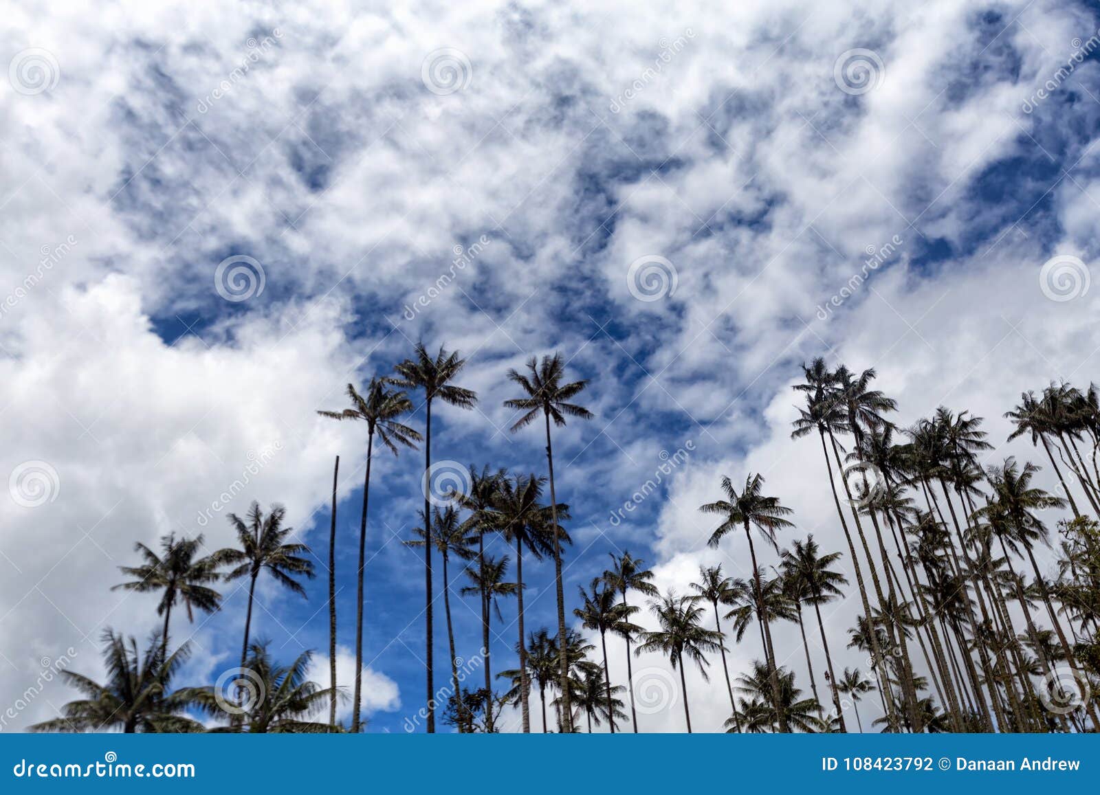 Looking up at palms. The tops of wax palms and blue sky near Salento, Colombia.