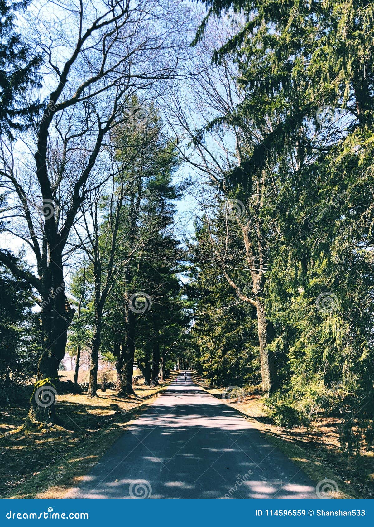 Topsmead State Forest Trail Stock Image Image of outdoor, isolated 114596559