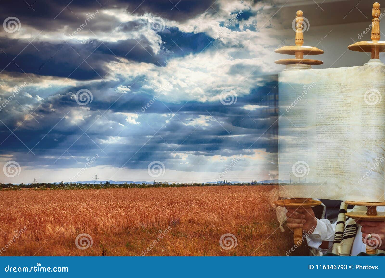 torah scroll during the holy day wheat field, wheat background of shavuot