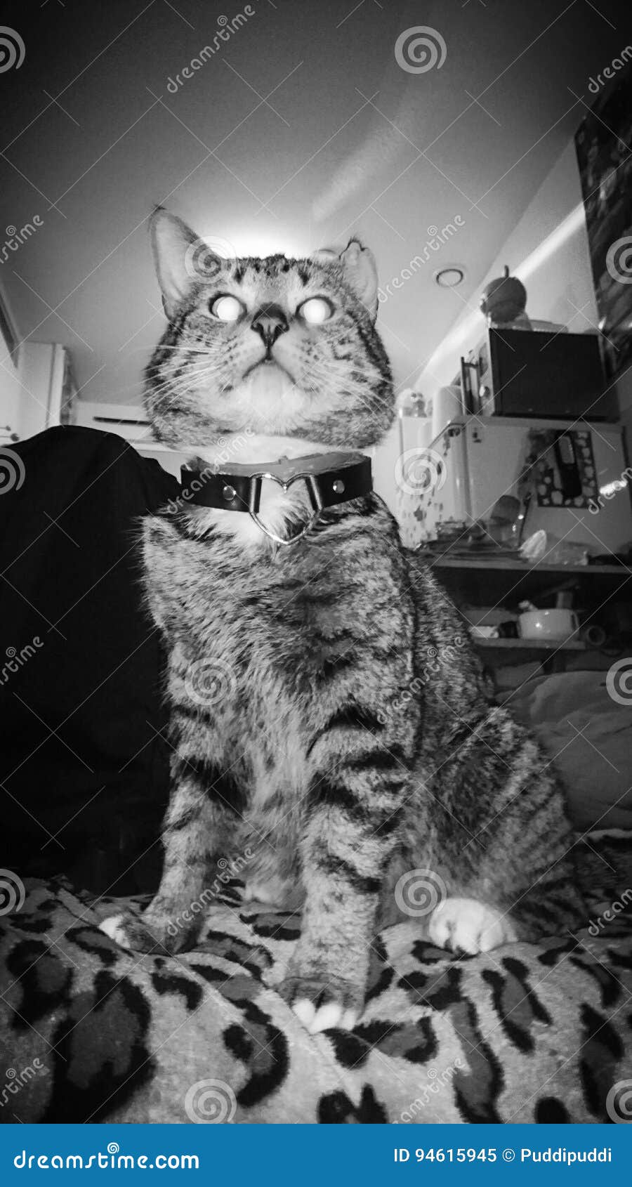 Torbie Noir Et Blancchat Tigré Image Stock Image Du