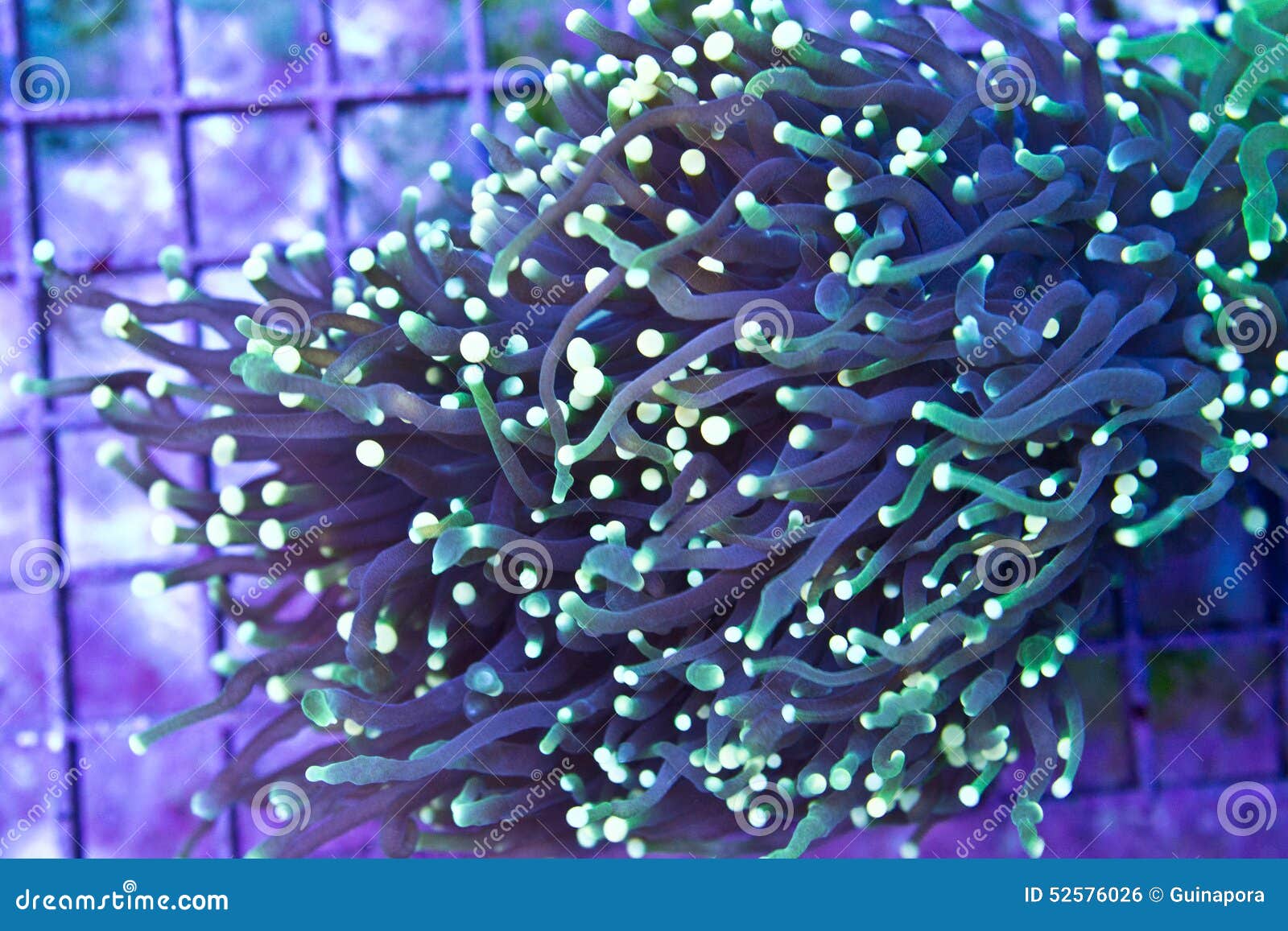 Torch coral stock photo. Image of corals, torch, dive 52576026