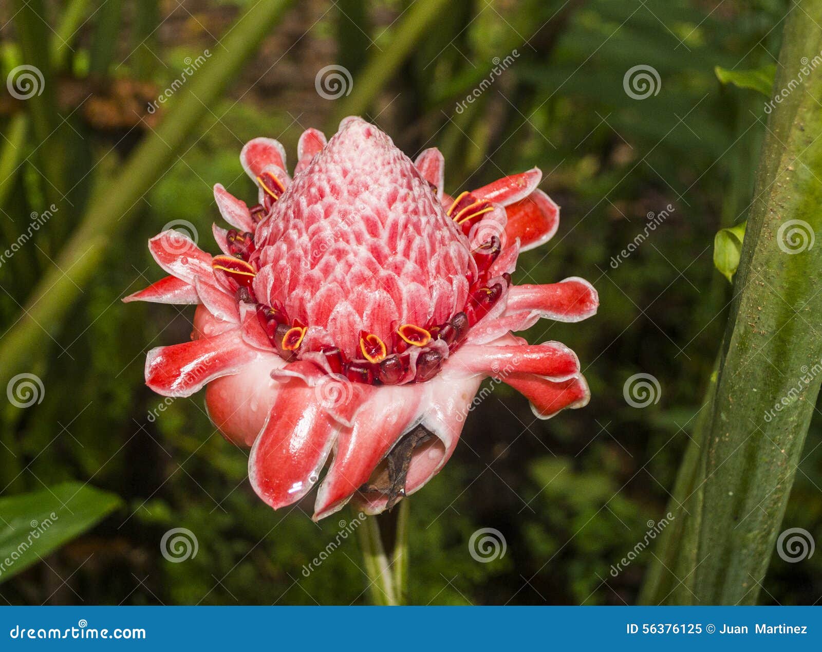 torch ginger