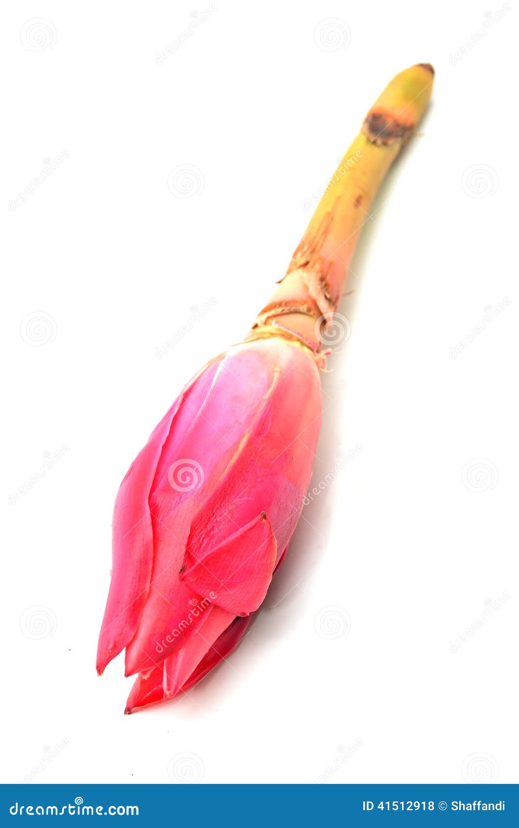 Torch Ginger Bud stock photo. Image of colorful, blossom 41512918