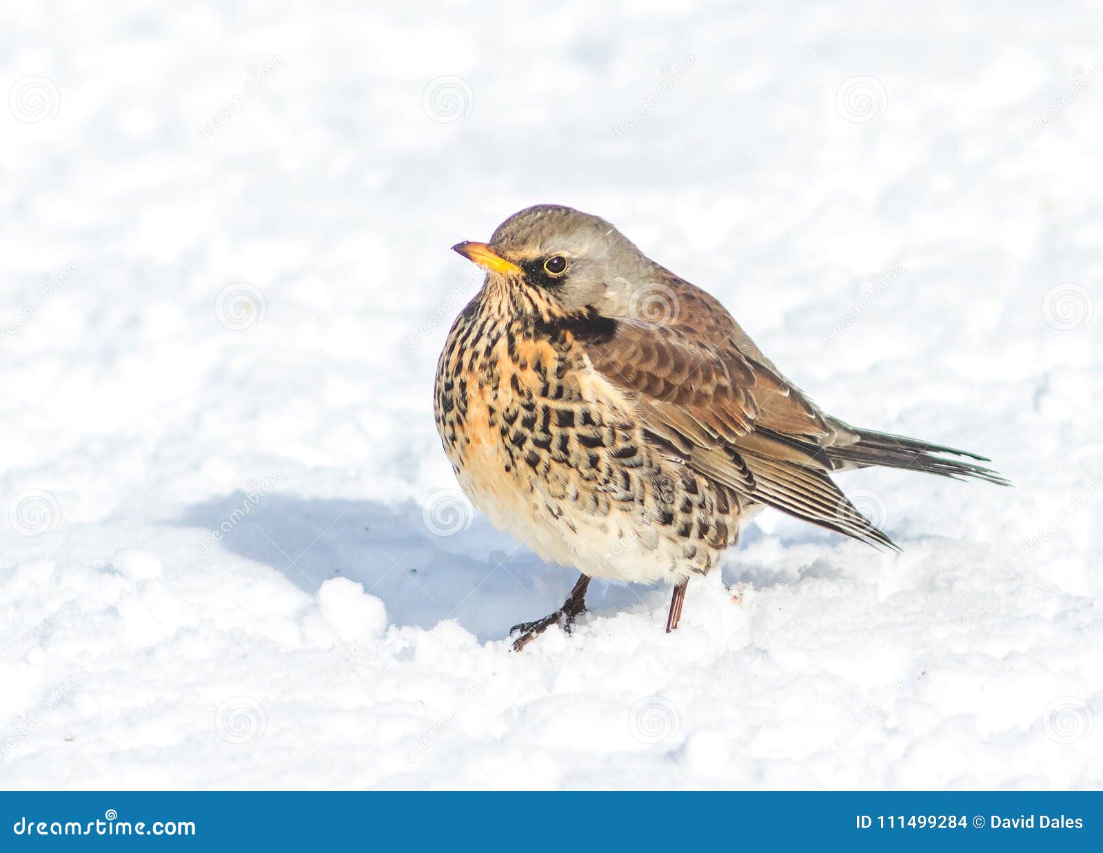 Tordella, pilaris del Turdus, aislados contra un fondo nevoso. Ciérrese encima de la imagen de una tordella, pilaris del Turdus, situación, aislada contra un fondo nevoso