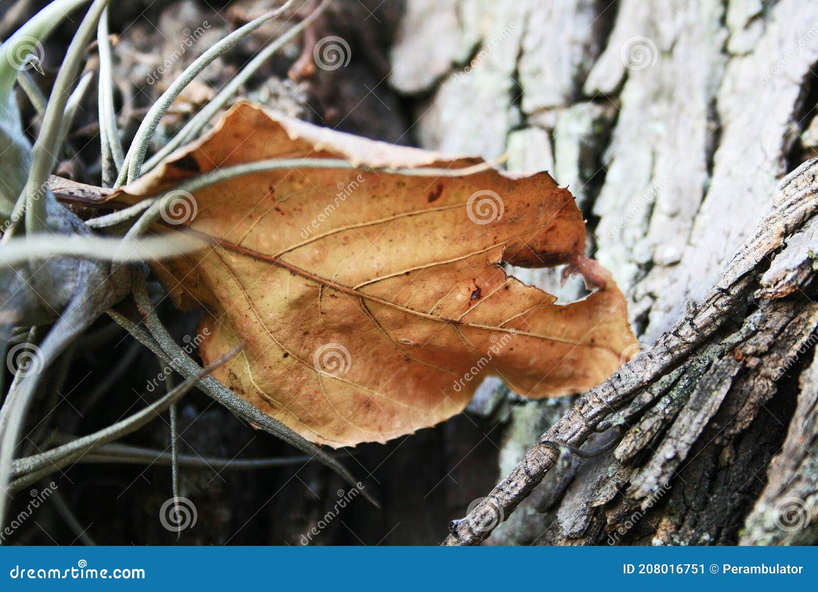 TORN DRY FALLEN LEAF STUCK in EPIPHYTE PLANT in TREE Stock Image Image of bright, grey 208016751