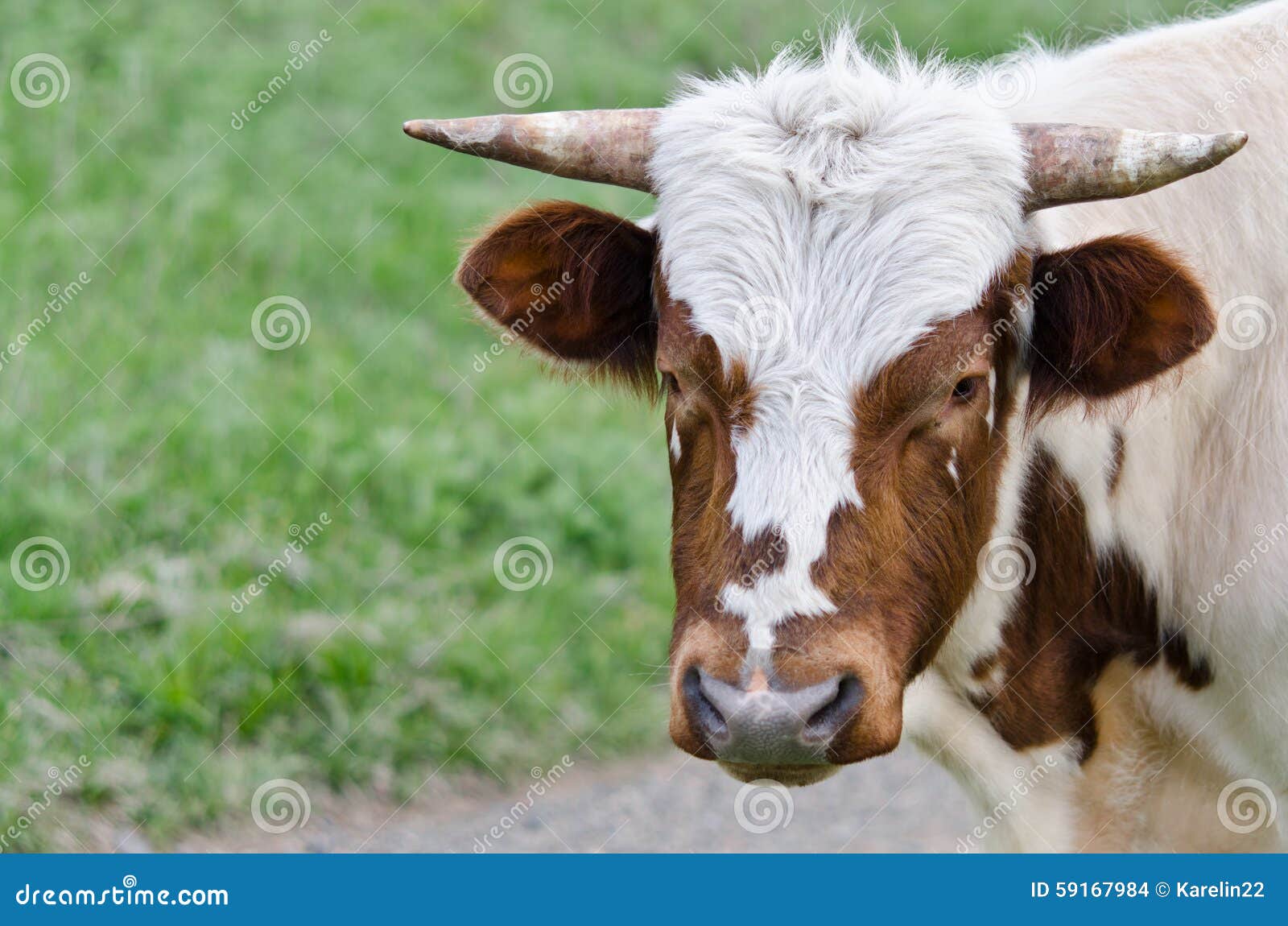 Toro de cuernos en un pasto