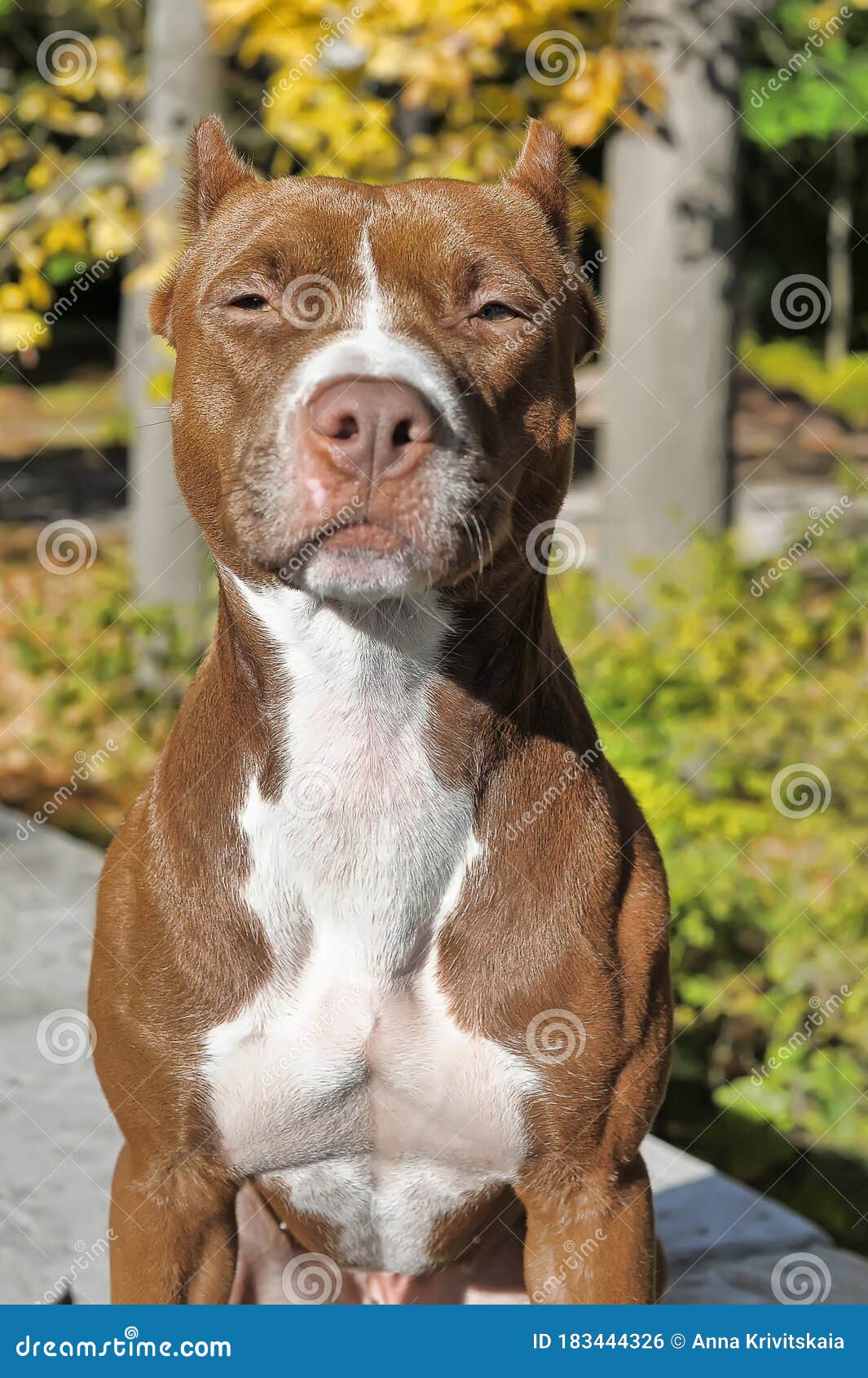 105 Nomi Per Cani Bull Terrier - Foto 11