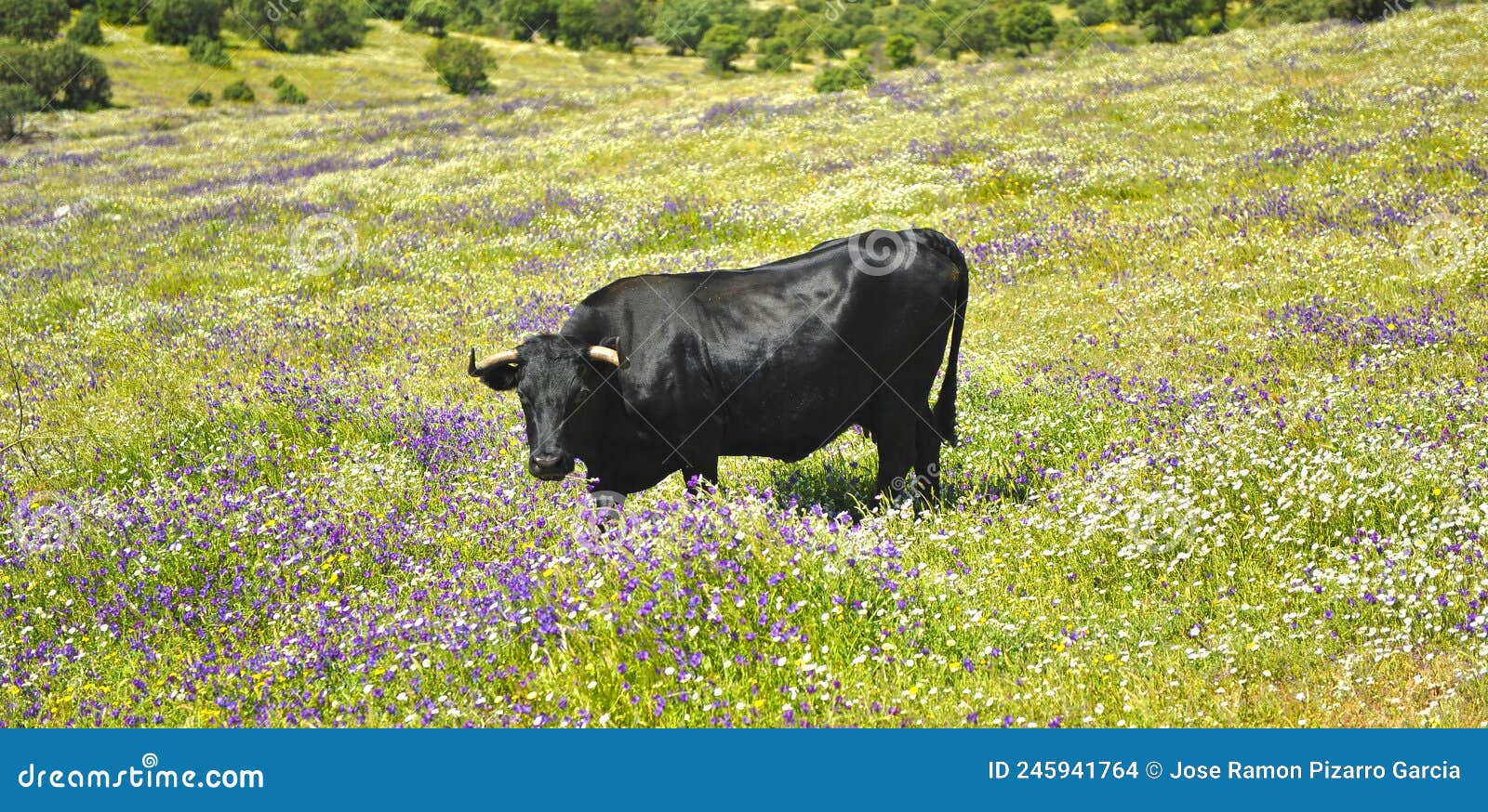 toro bravo pastando en la dehesa en primavera. andalucÃÂ­a espaÃÂ±a