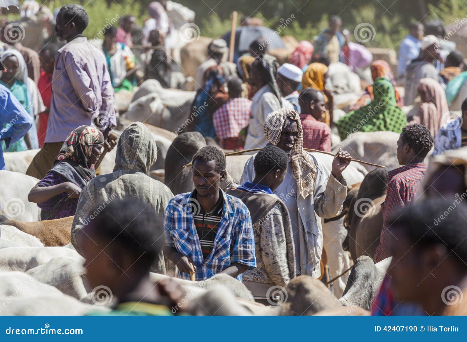 Toro del bramano, zebù e l'altro bestiame ad uno di più grande mercato del bestiame nei paesi del Corno d'Africa Babile l'etiopia. Babile L'ETIOPIA - 23 DICEMBRE 2013: Toro del bramano, zebù e l'altro bestiame da vendere ad uno di più grande mercato del bestiame nei paesi del Corno d'Africa