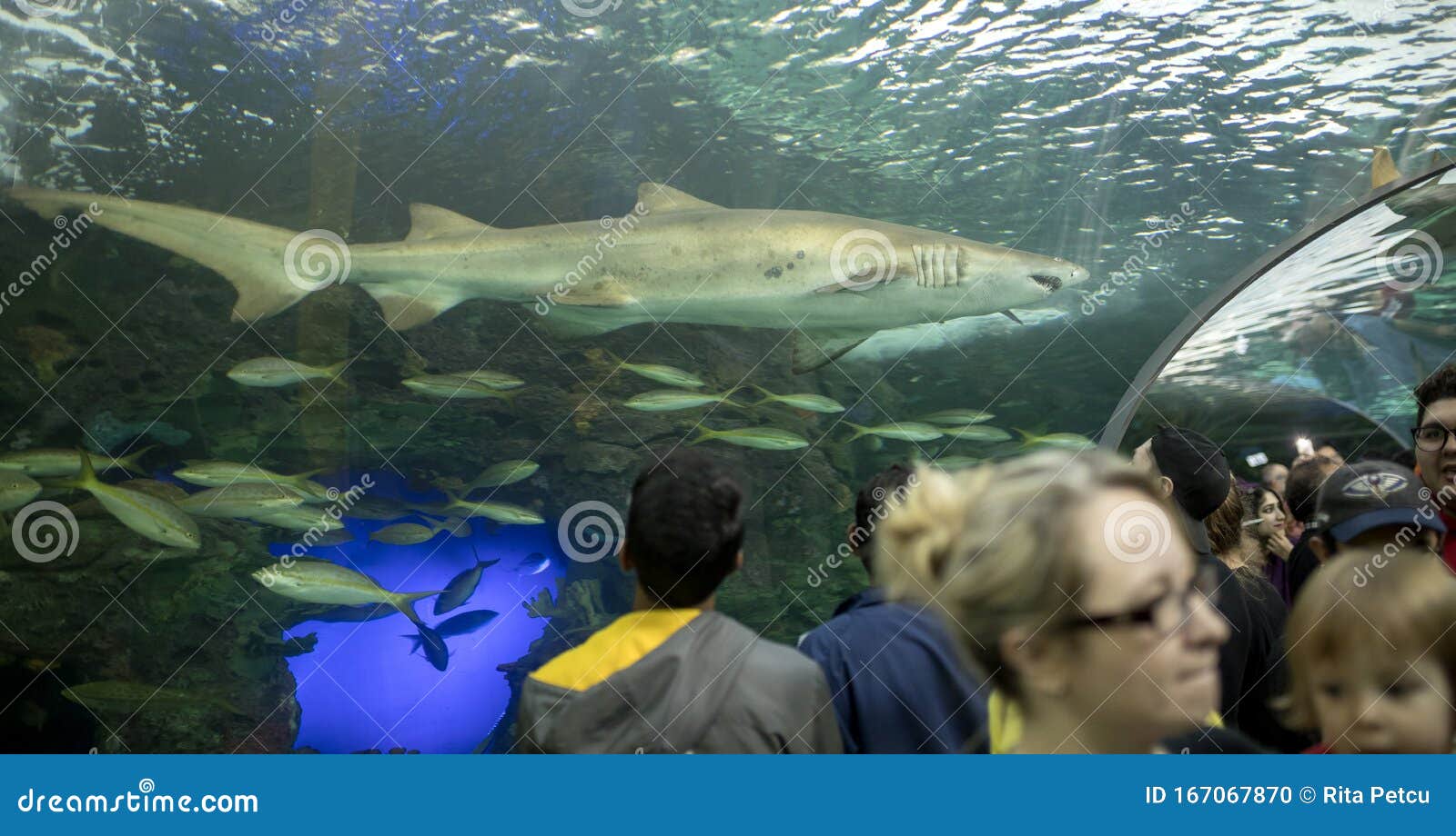 A Shark and Smaller Fishes Swimming Overhead Editorial Image - Image of ...