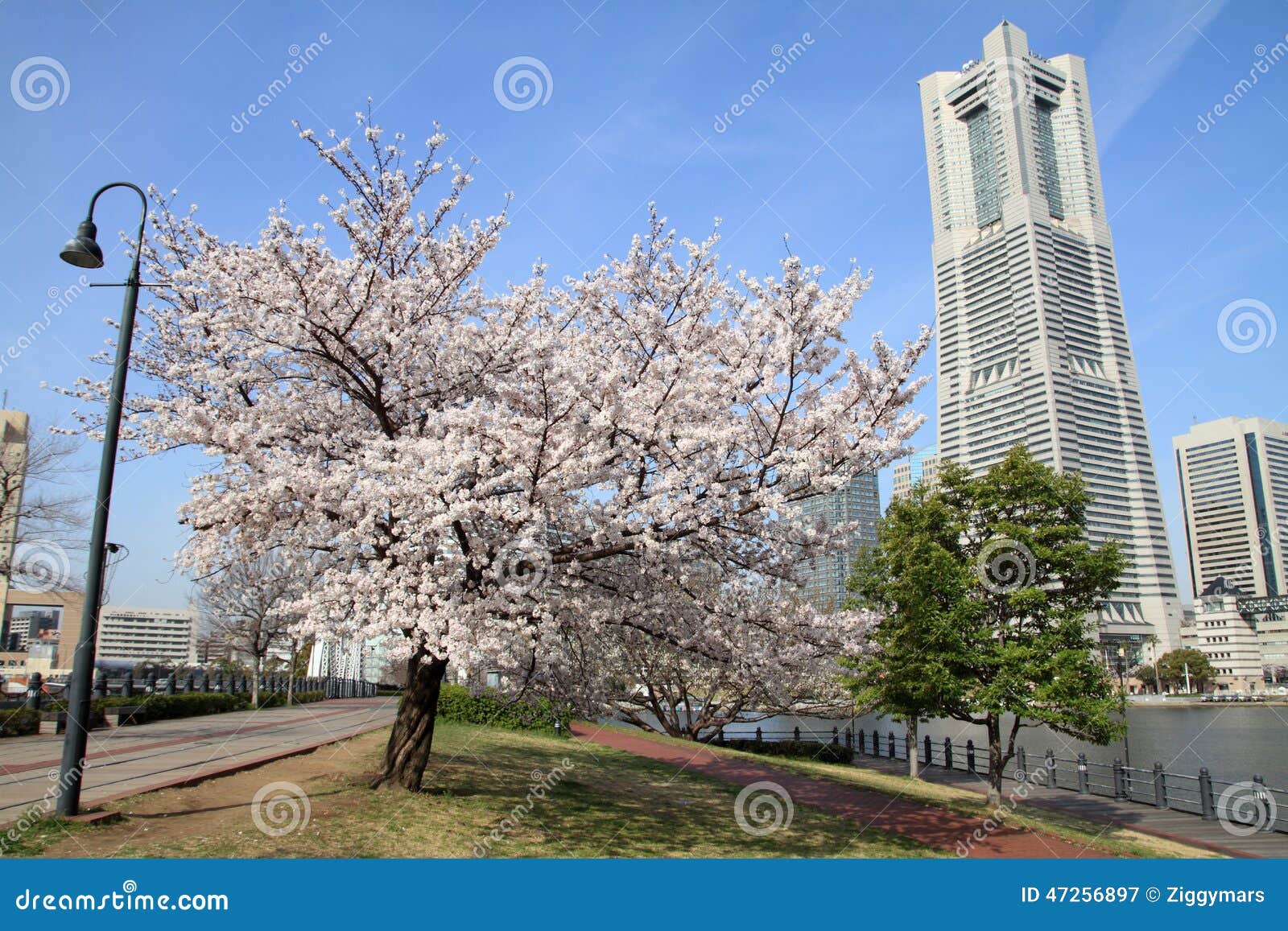 Torre de la señal de Yokohama y las flores de cerezo en Japón