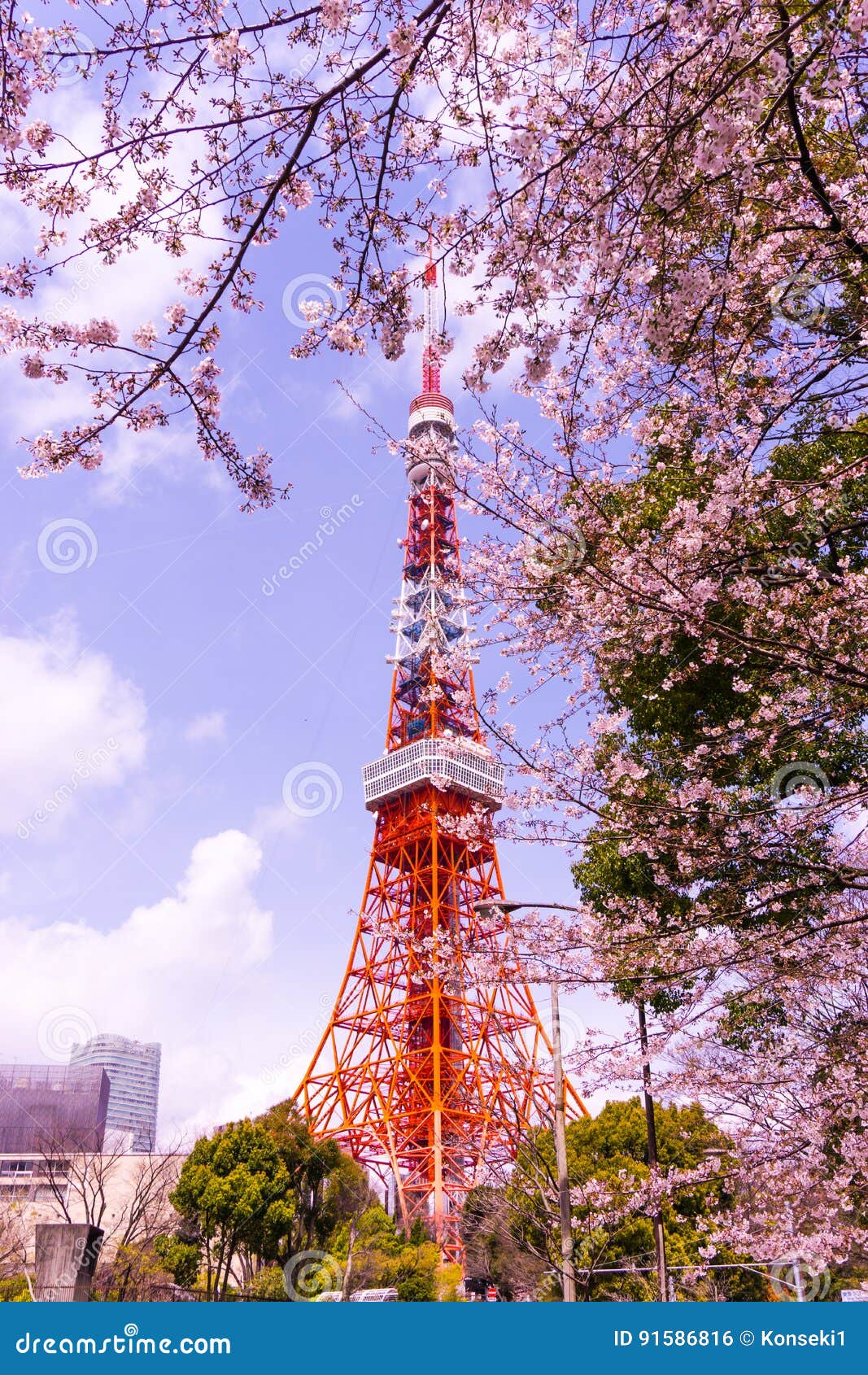 Torre Do Toquio Com Primeiro Plano De Sakura No Tempo De Mola No Toquio Foto De Stock Imagem De Elevado Arquitetura Torre Do Toquio Com Primeiro Plano De Sakura No Tempo De Mola No Toquio Foto De Stock Imagem De Elevado Arquitetura
