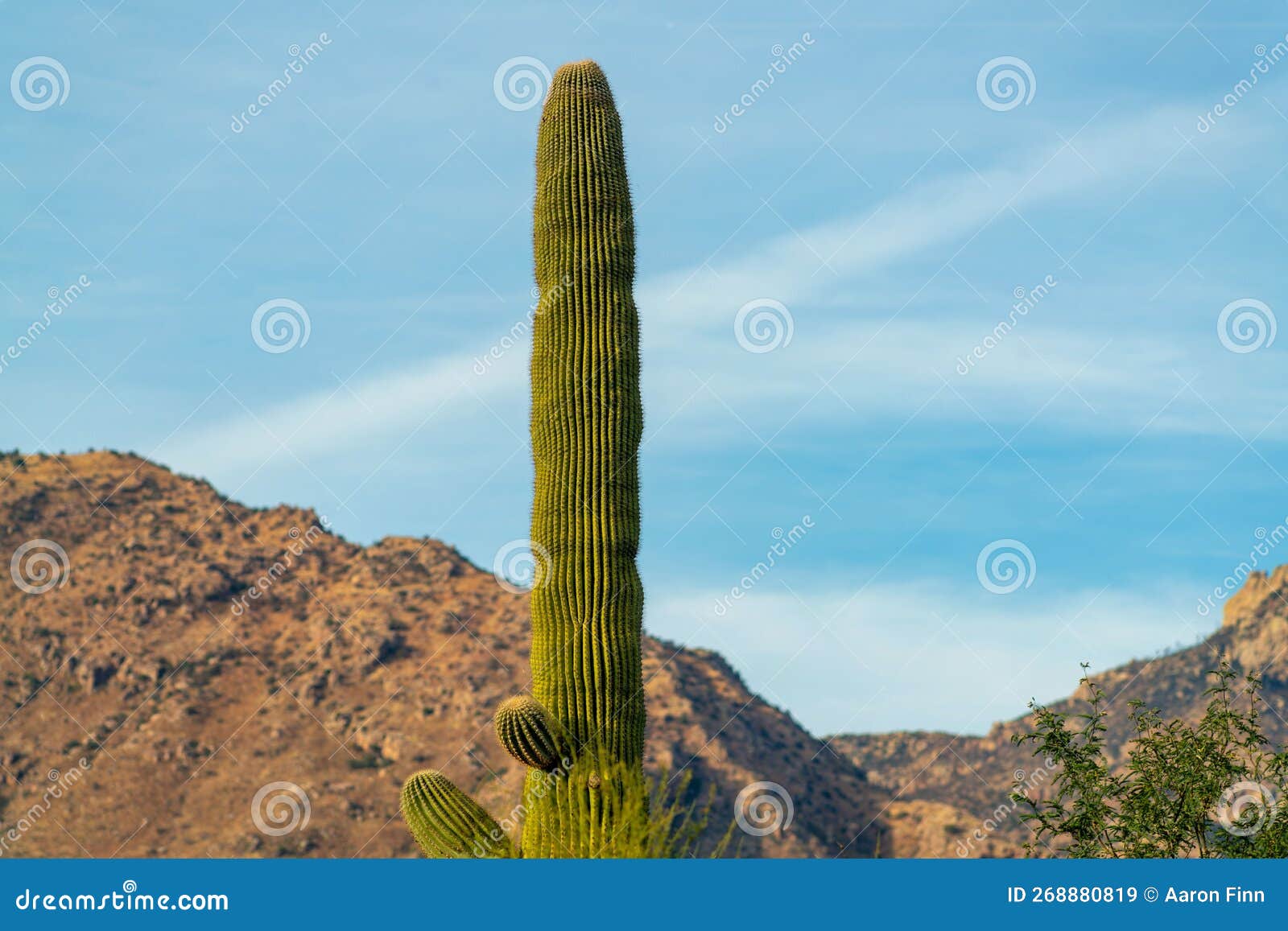 Planta cacto saguaro em fundo branco
