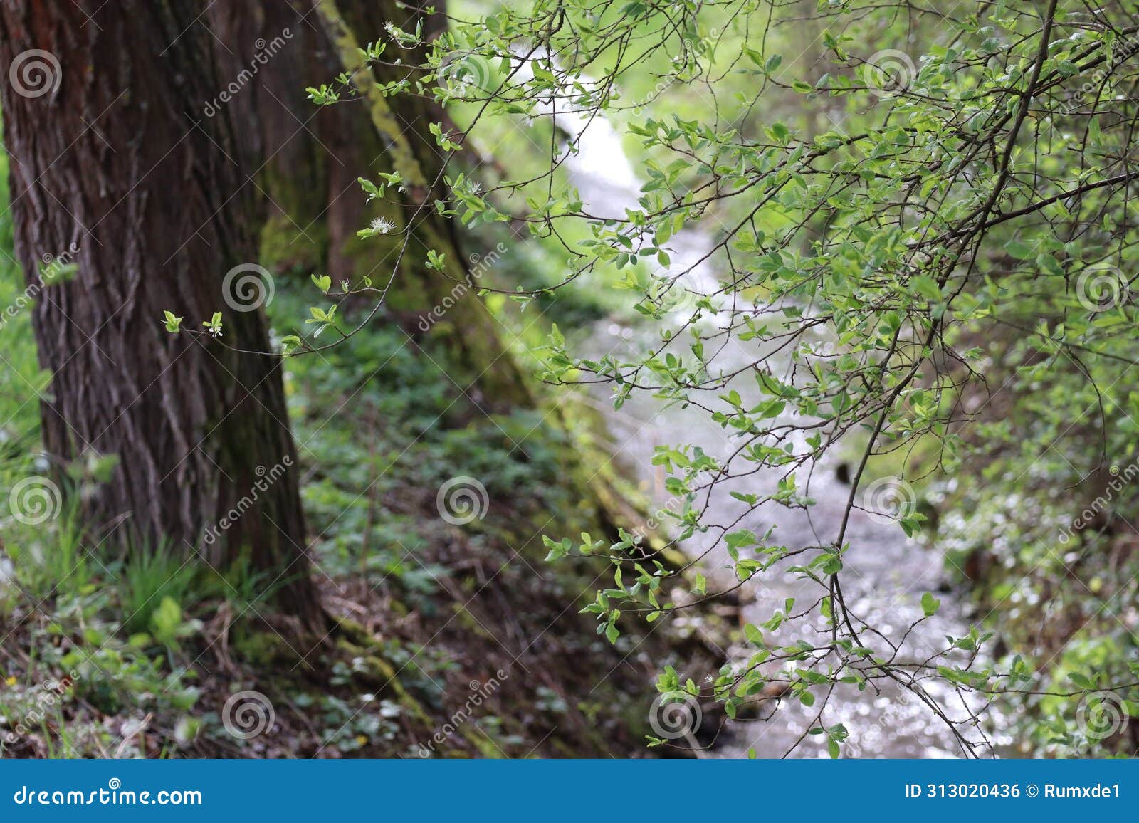 Stream Babbles Stock Photos - Free & Royalty-Free Stock Photos from  Dreamstime