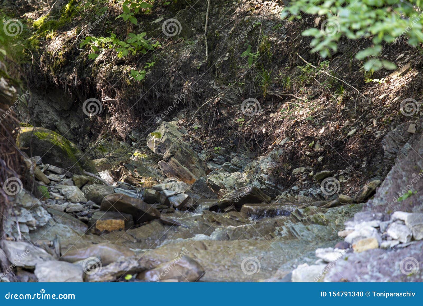 Torrent In Forest, River Stone Stock Photo - Image of ...