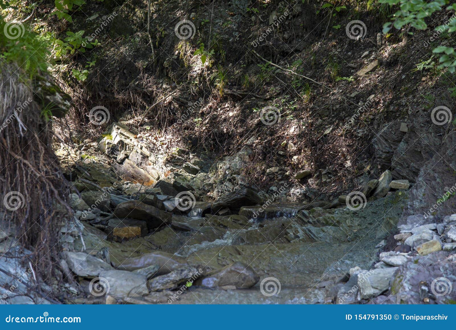 Torrent In Forest, River Stone Stock Photo - Image of ...