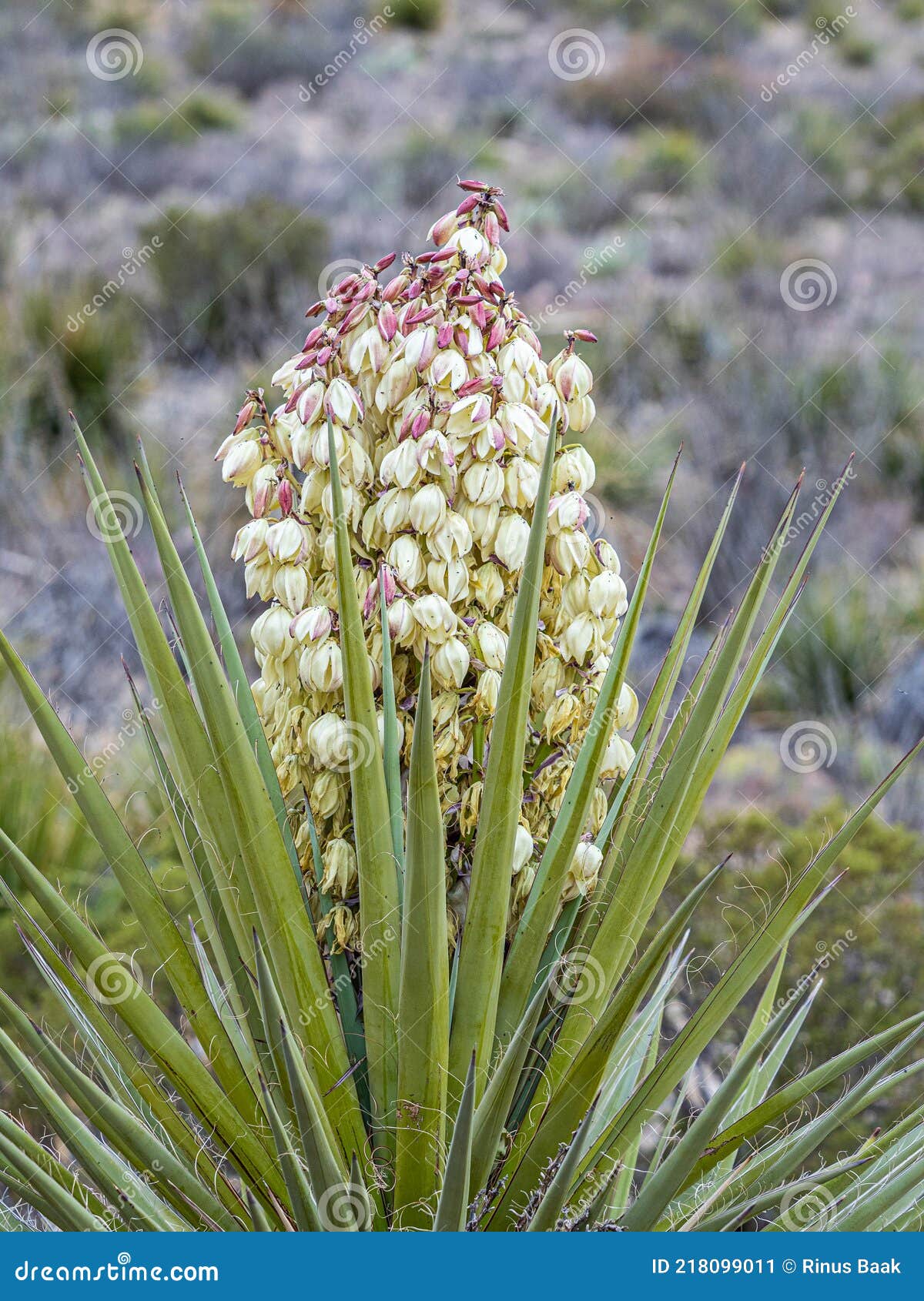 torrey yucca plant in bloom